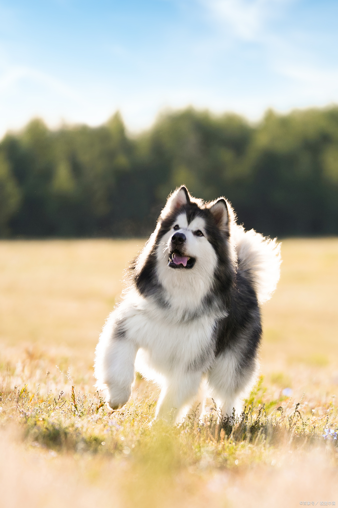 阿拉斯加犬真实图片