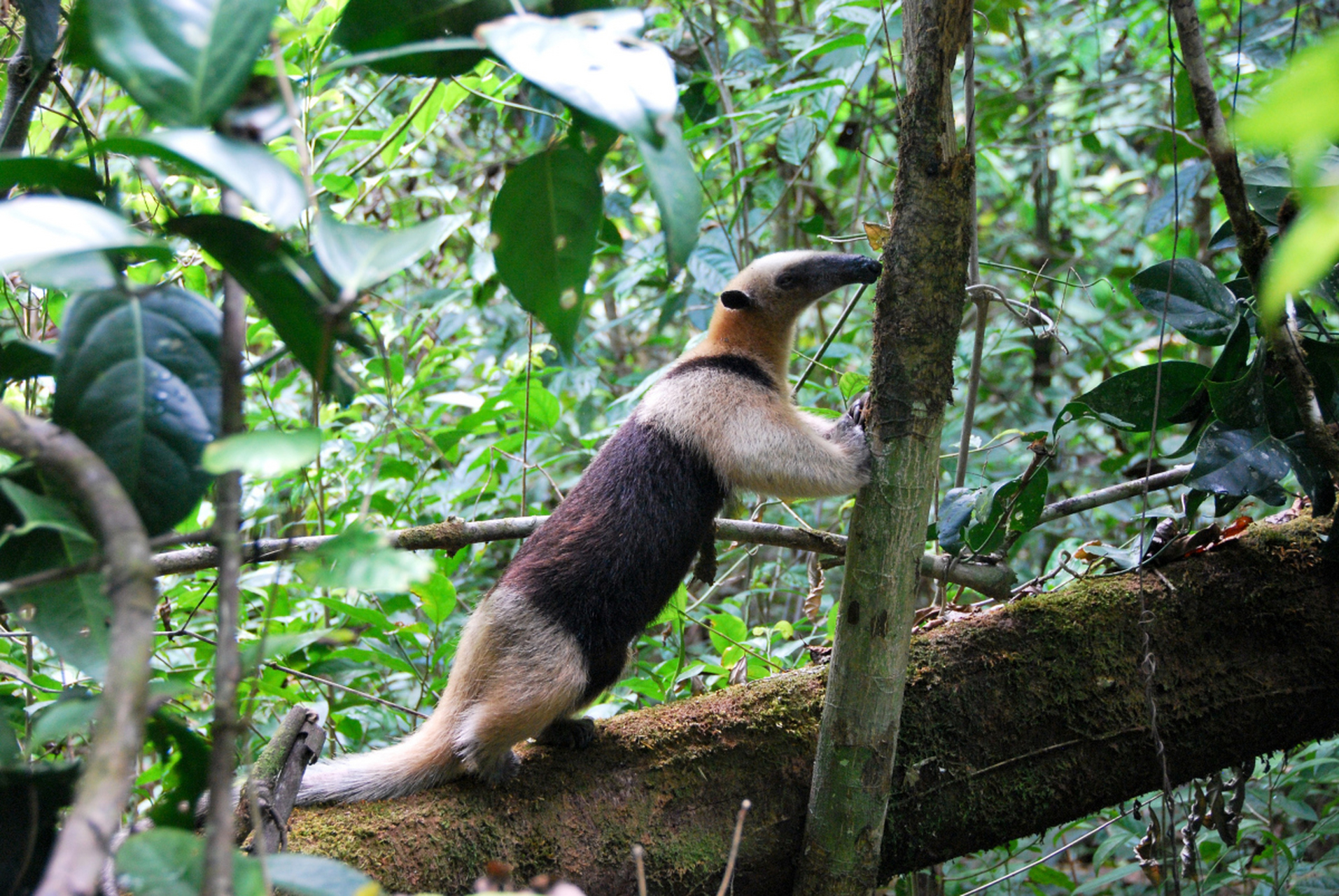 01 食蚁兽的简介 食蚁兽,听名字就知道这家伙是个"蚁类杀手".