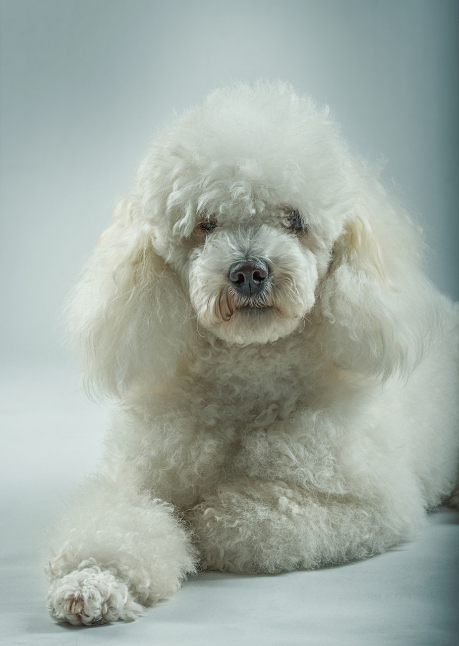 卷毛狗是毛发卷曲的狗狗,包括贵宾犬,卷毛狗,拉布拉多犬,葡萄牙水犬
