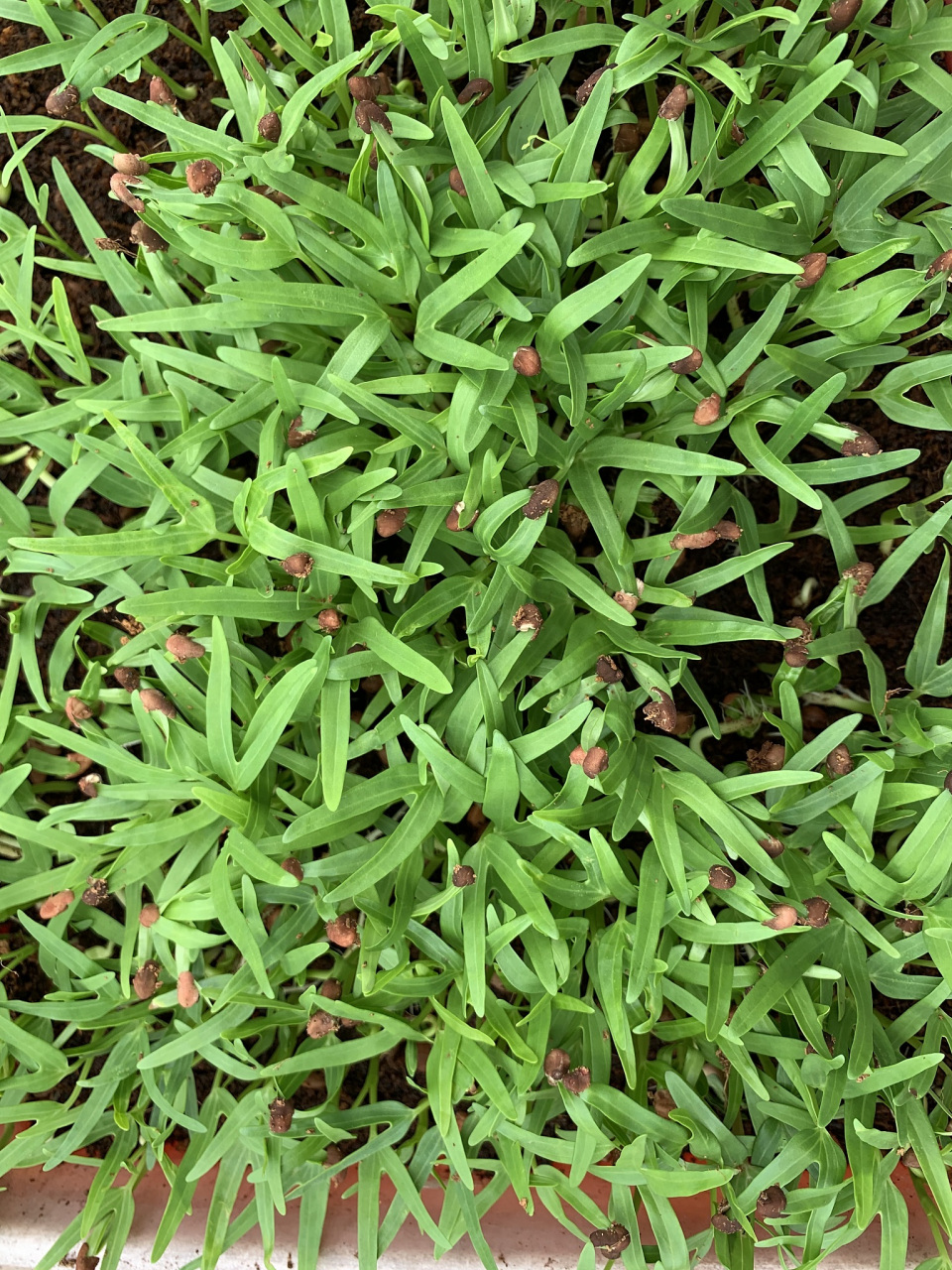 孔明菜,也称诸葛菜,大头菜,据《中国风物志》记载,为诸葛亮隐居襄阳
