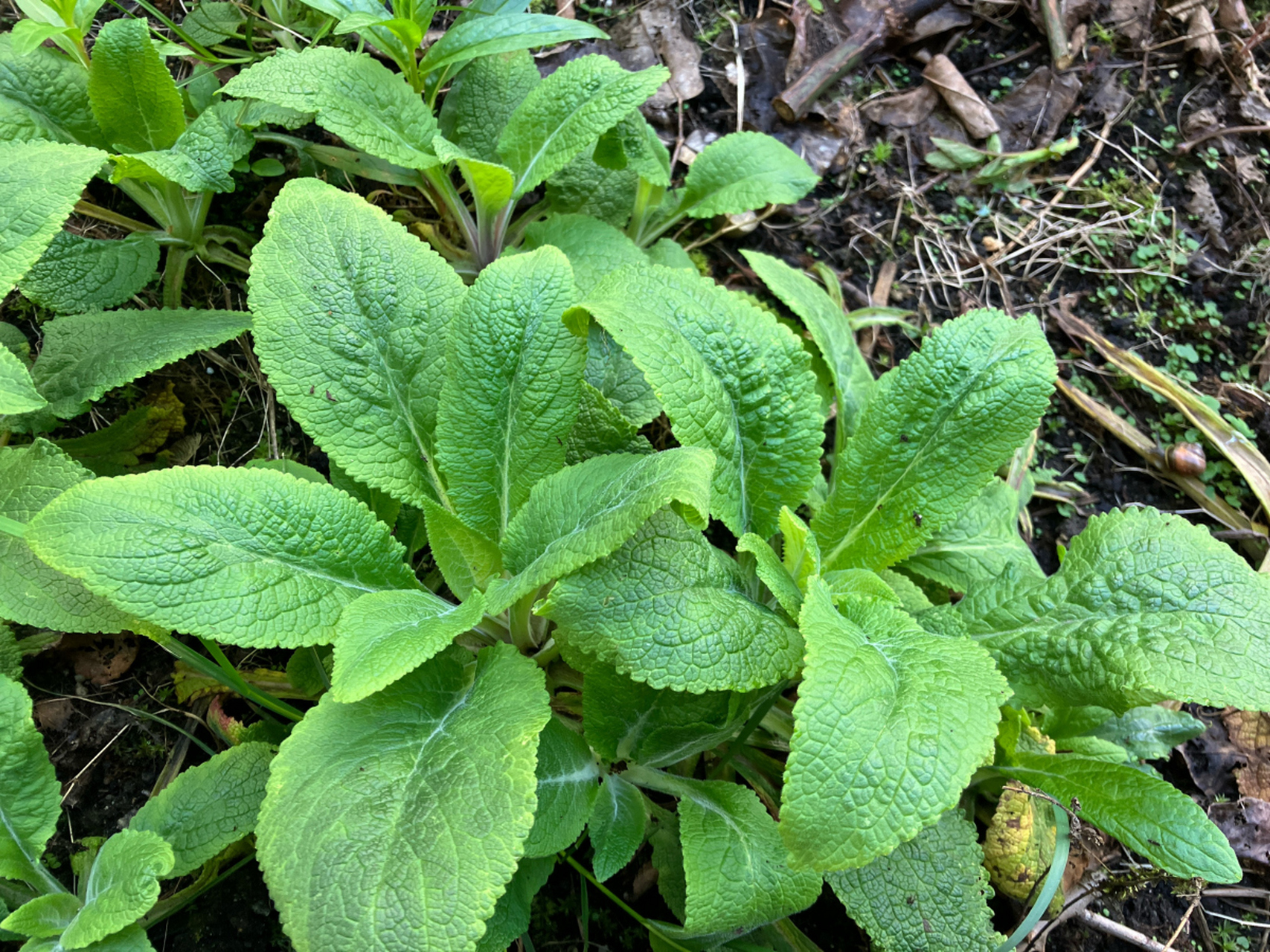 解毒草药图片大全图片