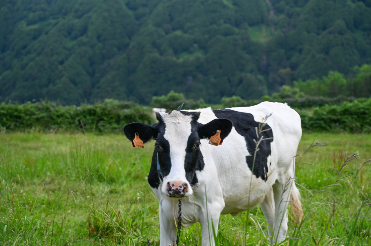 新疆,库某给13头奶牛买了保险,保费每头90元,保额每头10000元.