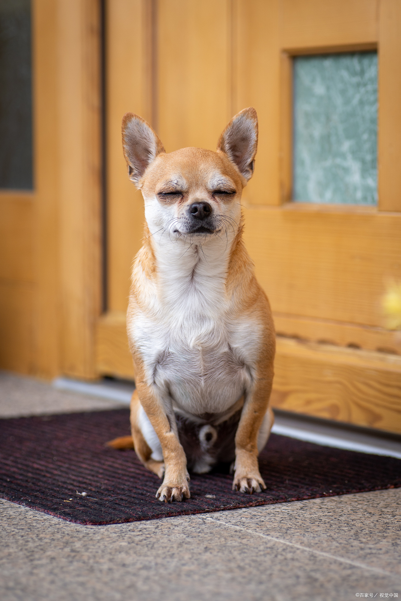 近年来,越来越多的宠物爱好者开始选择饲养巴仙吉犬(basenji).
