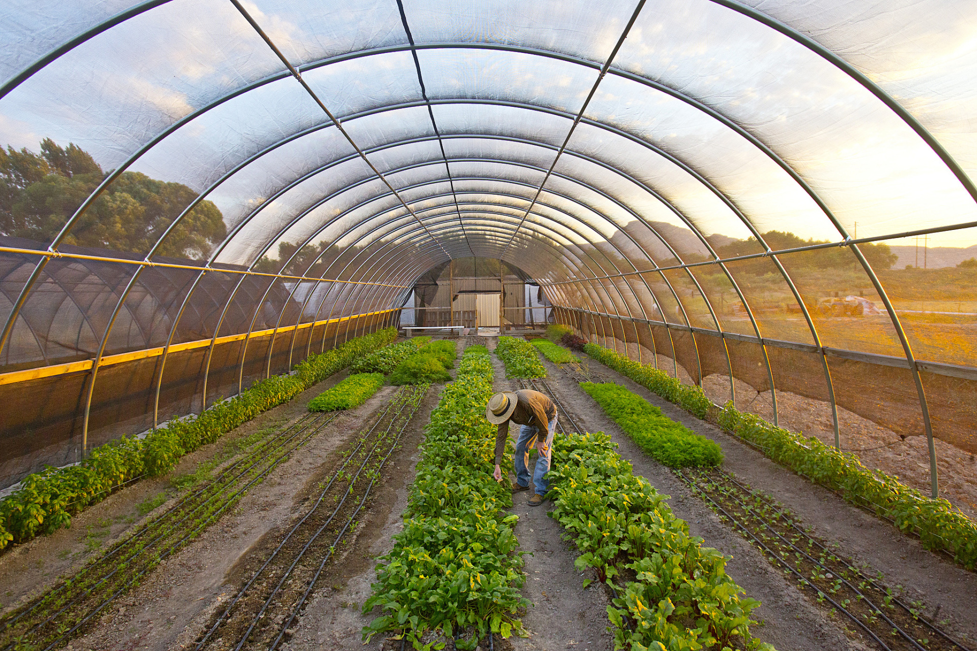农业大棚是一种现代化的农业生产设施,它利用塑料薄膜和钢铁框架建造