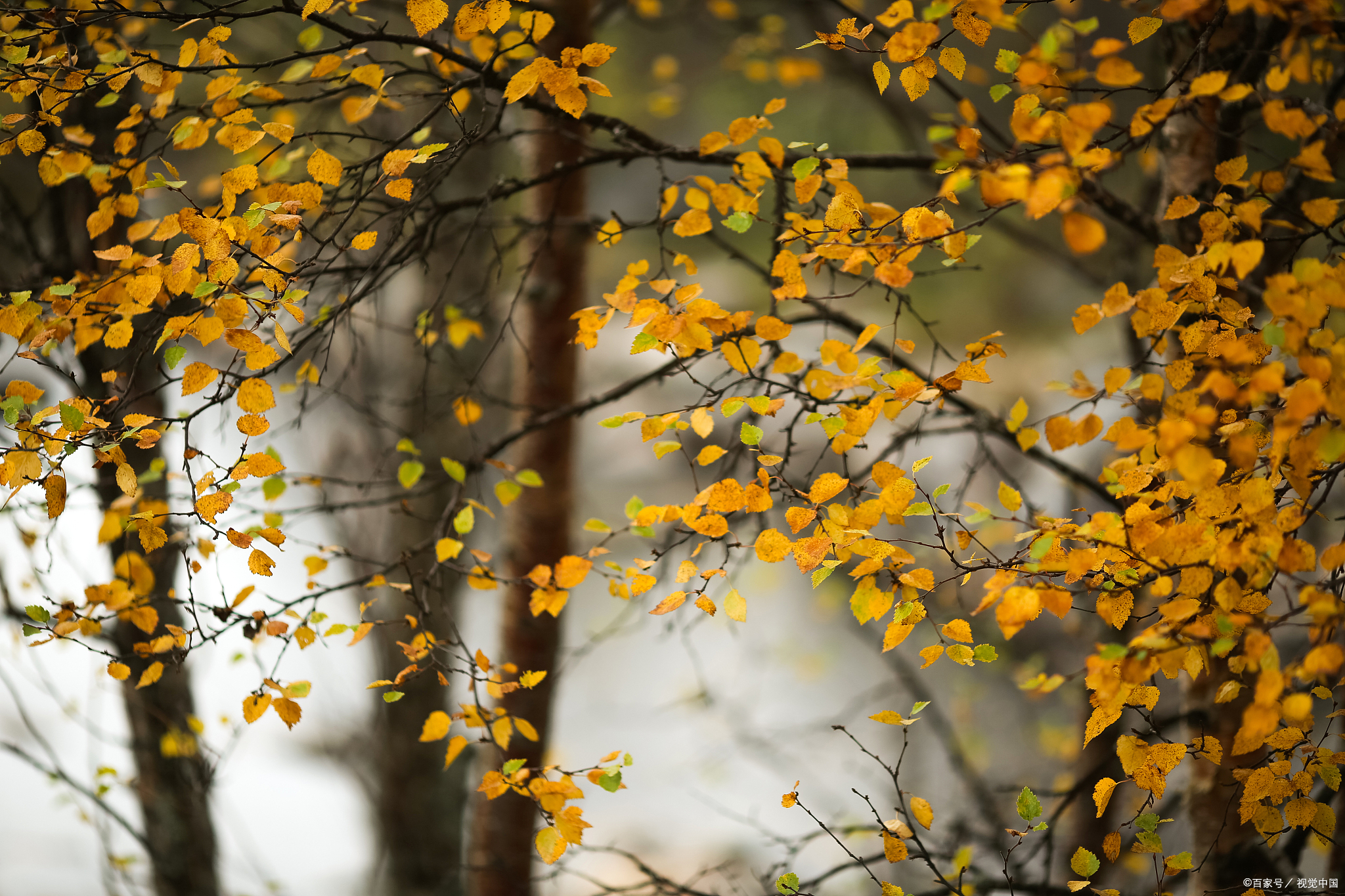 立秋 不论早秋晚秋 不论公秋母秋 有秋就有清凉的希望 秋老虎虽然厉害