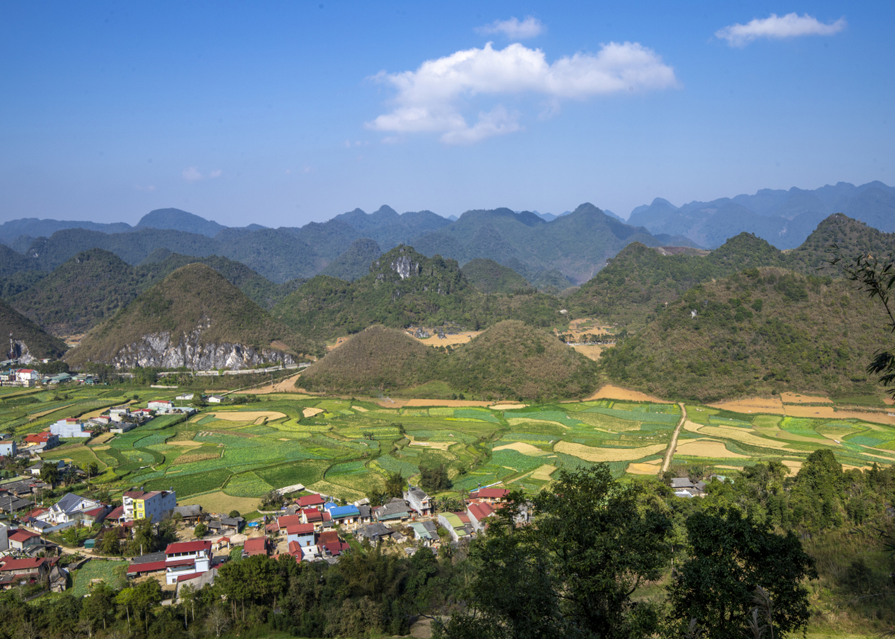 全国各地蔬菜园喜迎丰收季,云南曲靖罗平县的百万亩油菜金黄一片,山东
