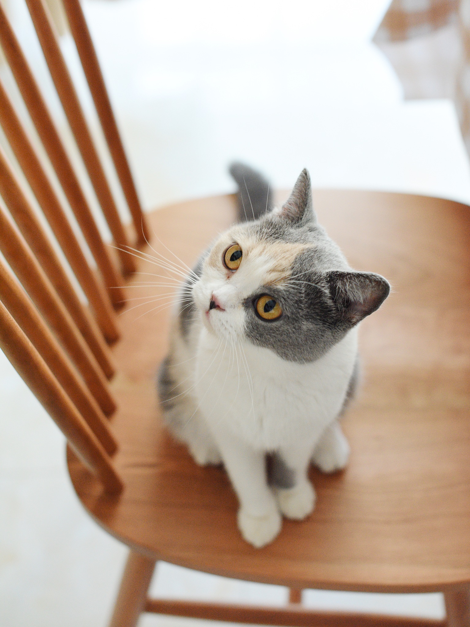 我家养了一只小猫咪,小猫咪确实可爱