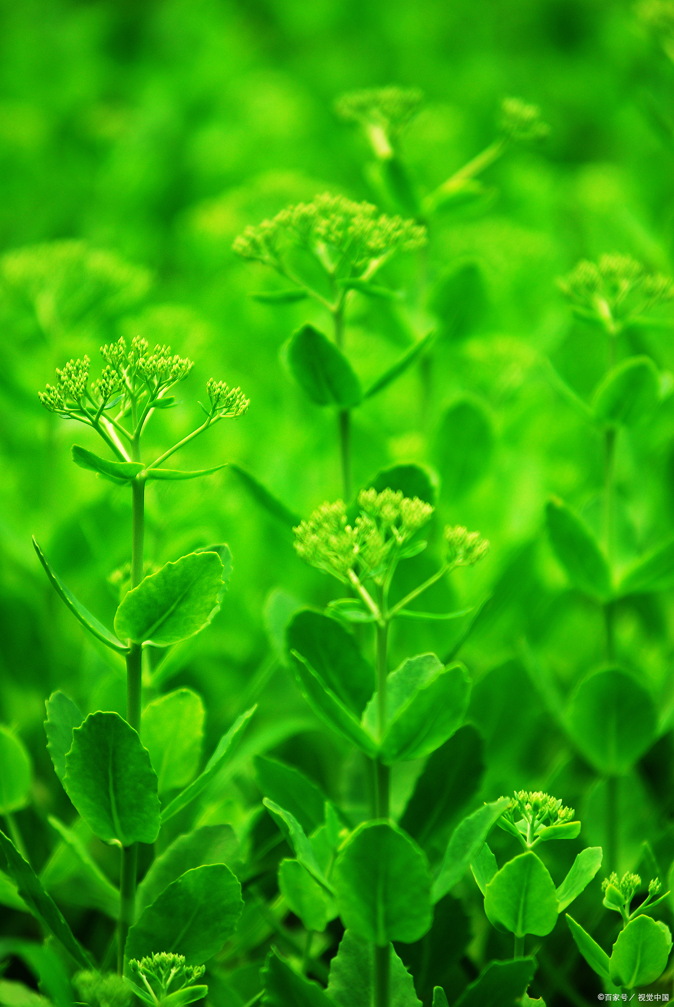 璀璨的明珠,以其独特的魅力和强大的实力,吸引着无数对环境保护充满热
