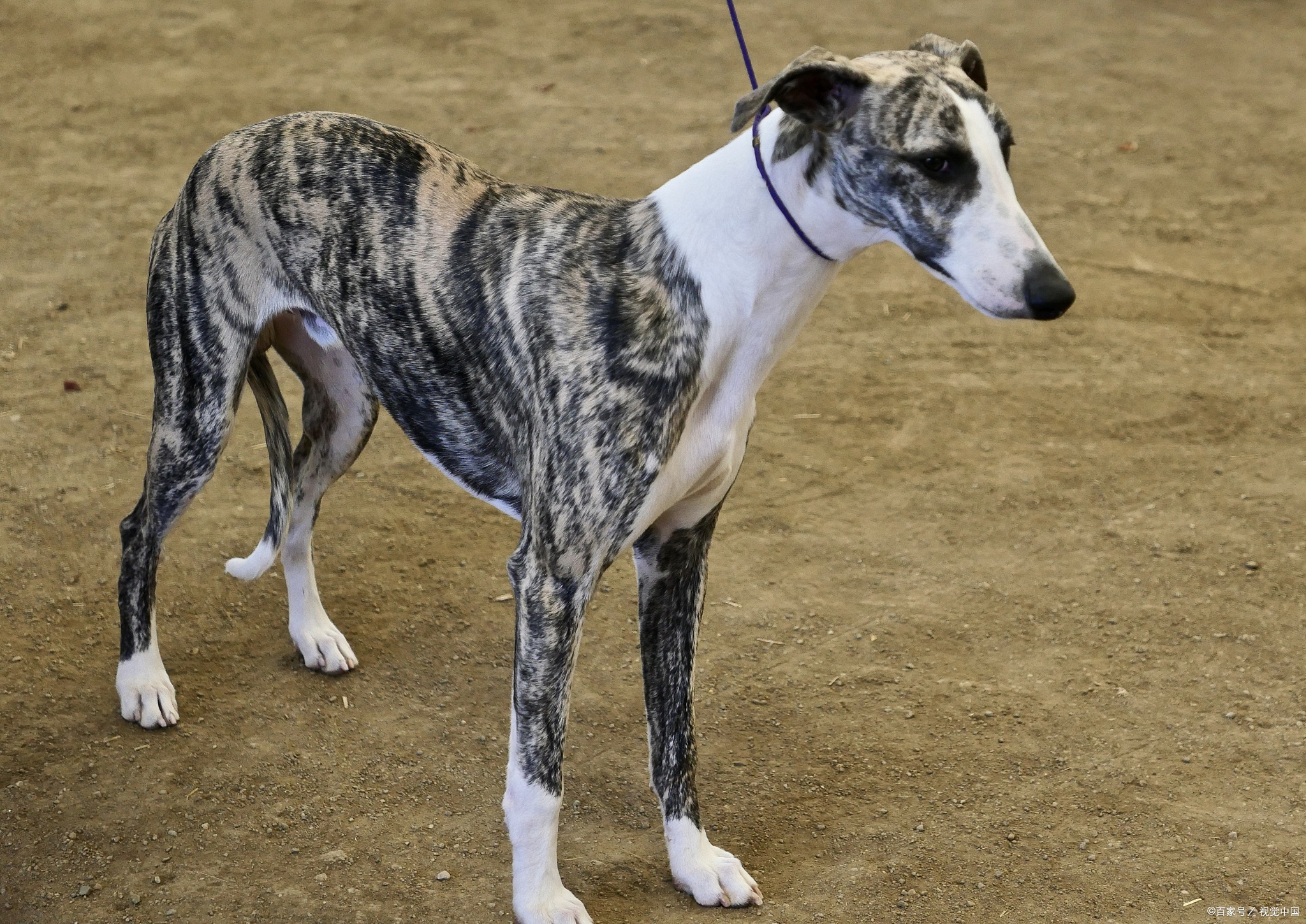 灵缇犬:禁养犬种的背后真相,你真的了解吗?