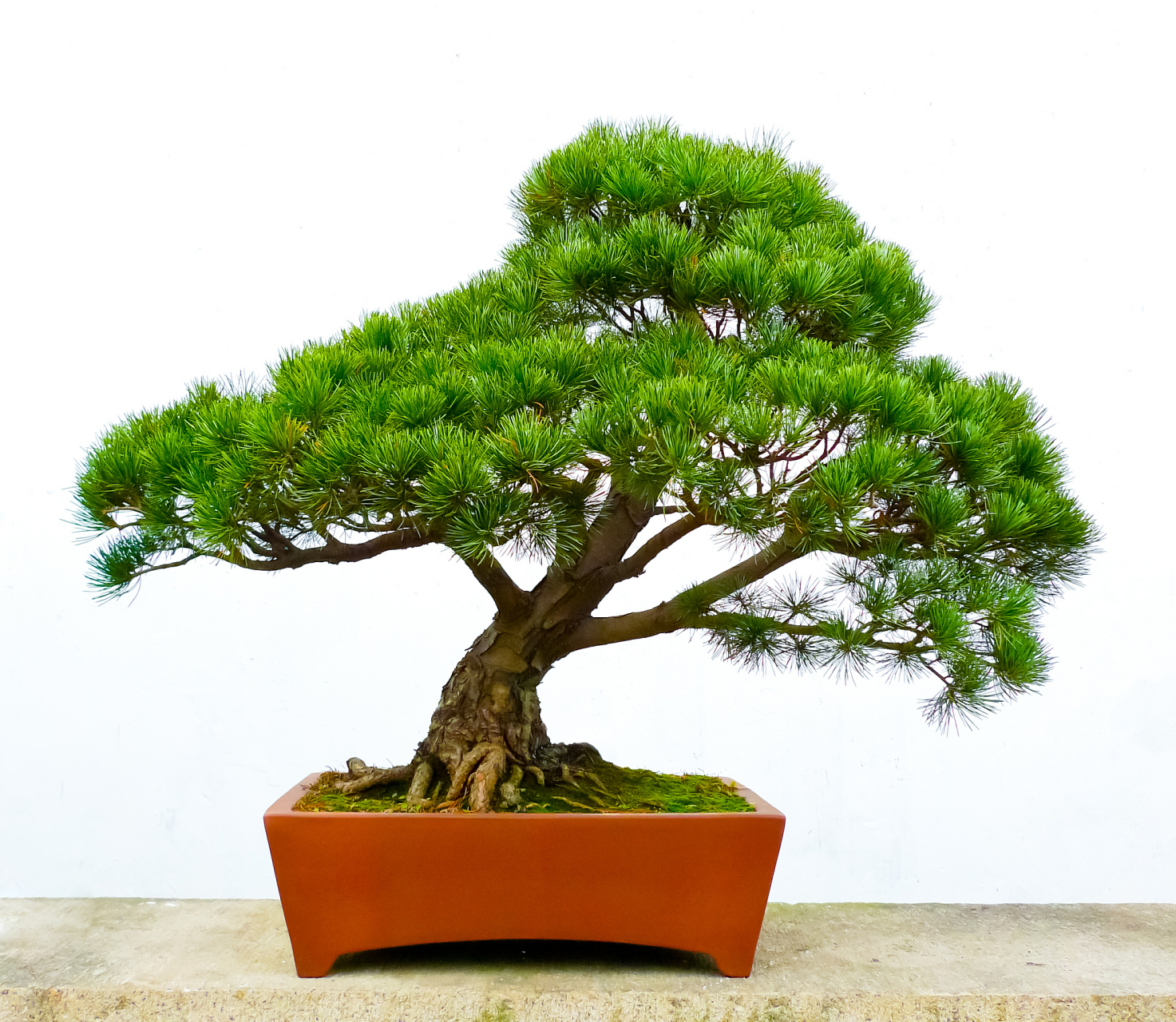 本文为您详细解析盆景迎客松的养护秘籍,从环境到浇水,从修剪到施肥