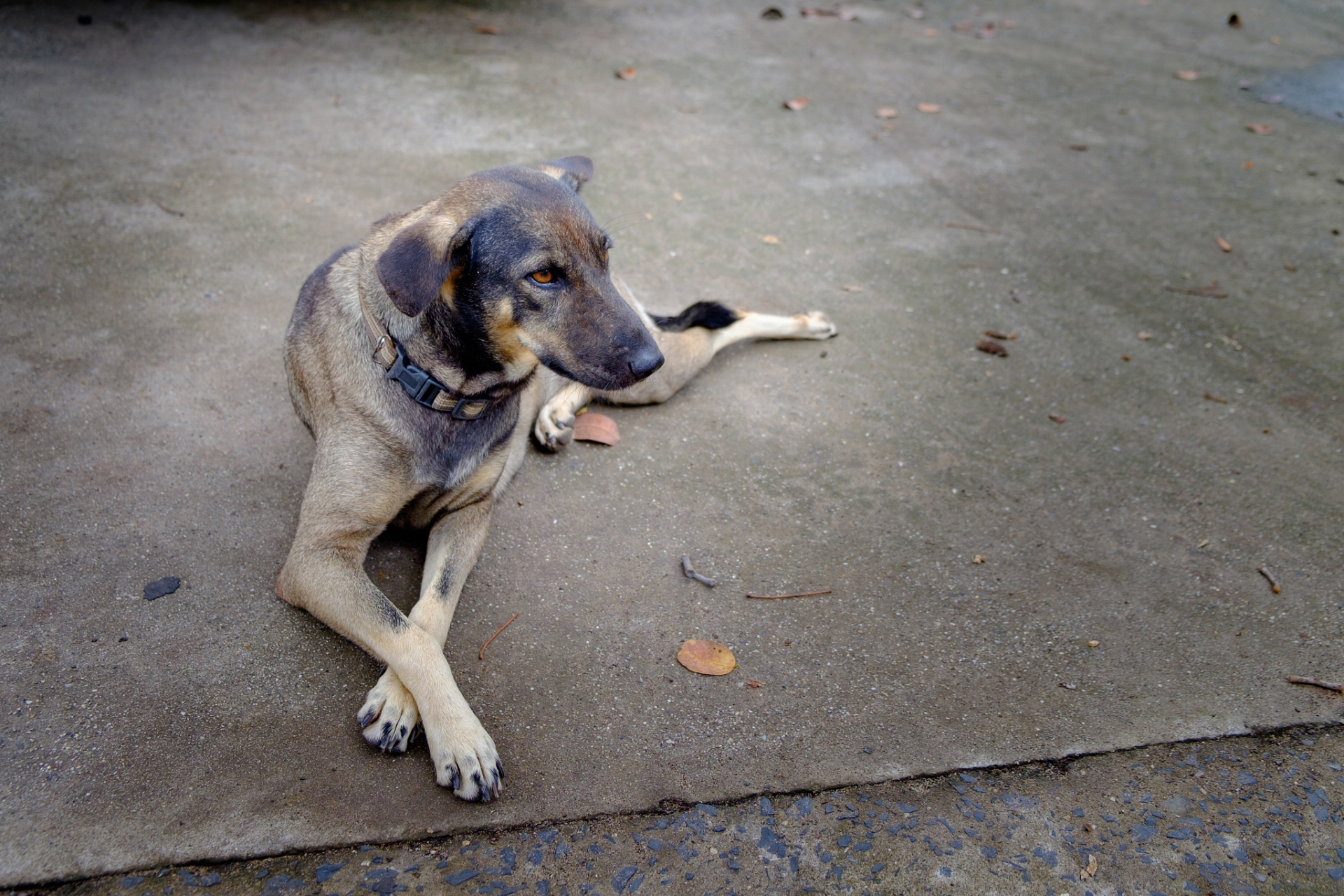 近年来,流浪狗的数量激增,这其中既有动物福利政策不完善的原因