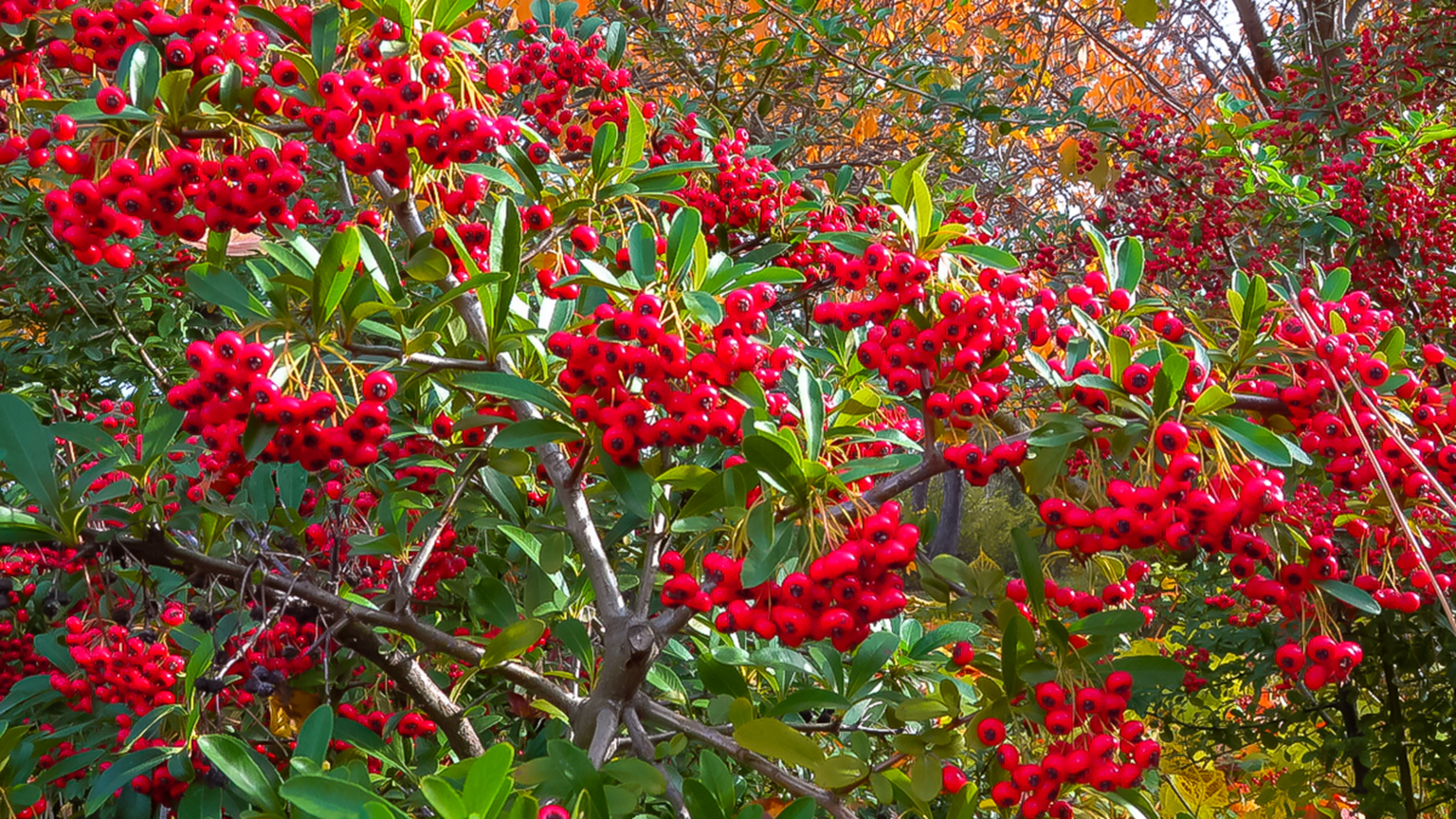 此外,红棘还有着长寿的寓意,摆放在家里旺运也不错.