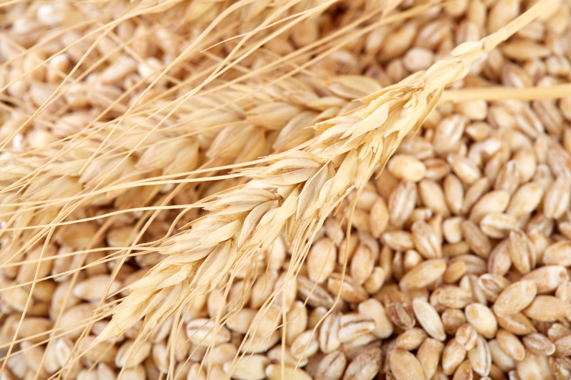 适应性和抗病性需要根据具体情况确定.[原文:嘉丰81小麦品种介绍]