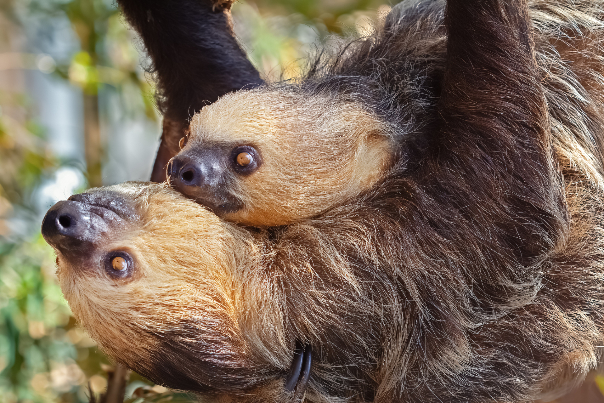 树懒是南美洲热带雨林中的独特哺乳动物,以缓慢移动和树栖生活著称
