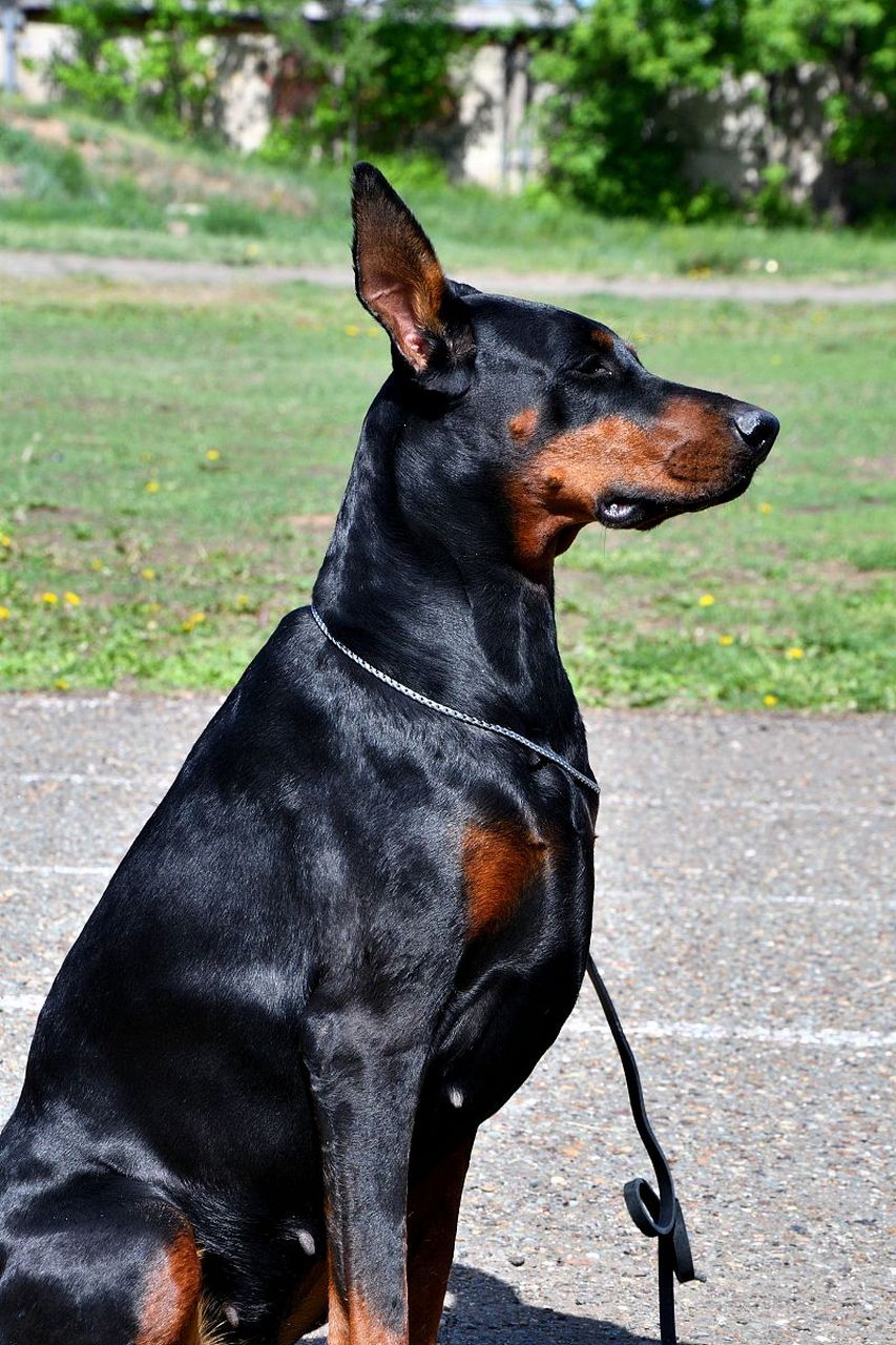 法兰德斯牧羊犬图片