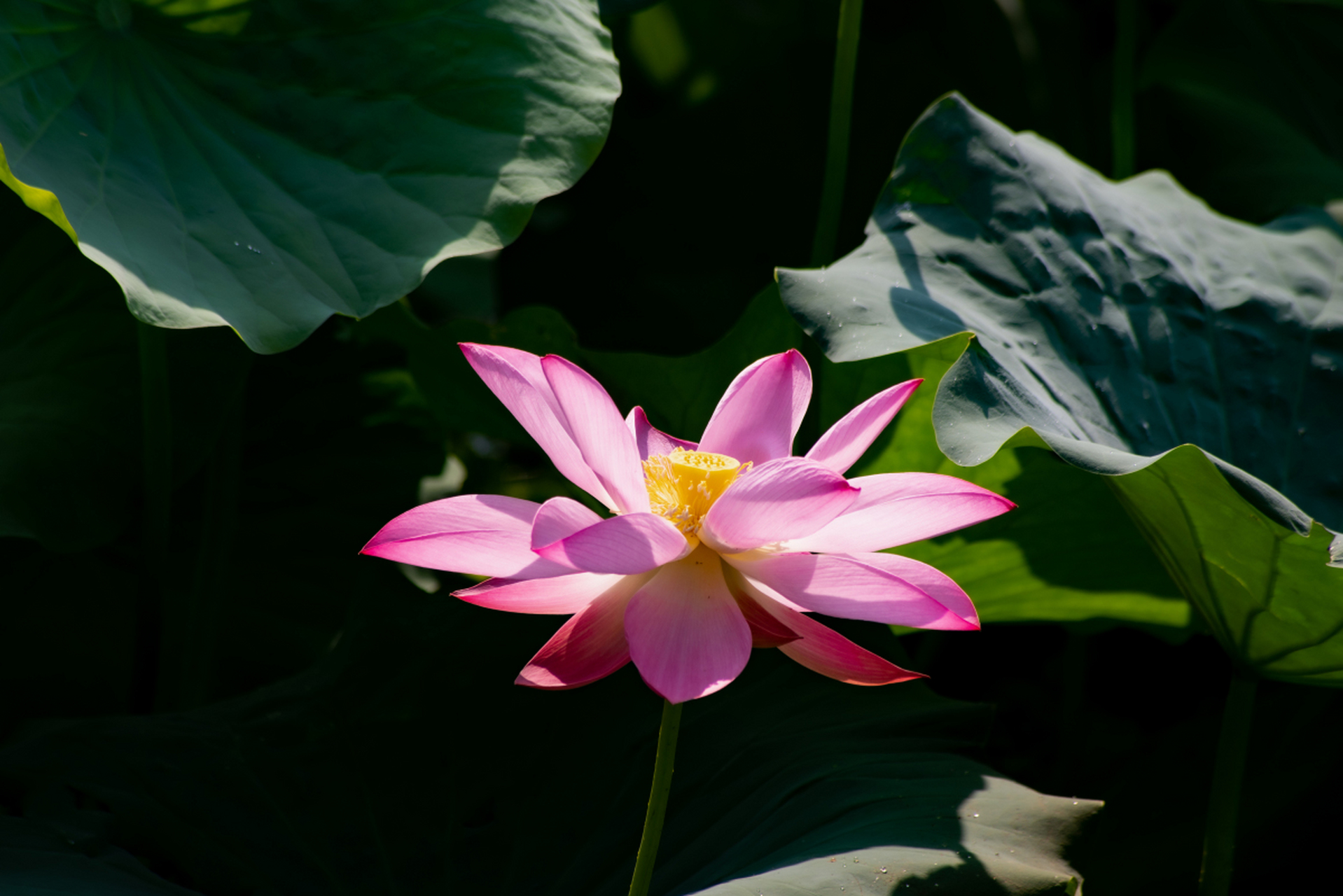 记得那是一个夏日的午后,我漫步在池塘边,偶然间看到一片荷花盛开的