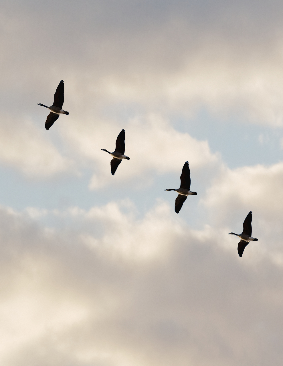 每年秋天,大雁群都会南飞,寻找更温暖的地方过冬.
