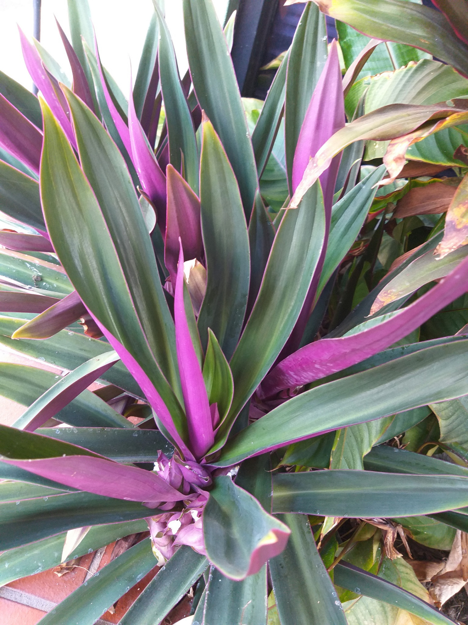 盆栽紫背万年青生长期较长,一般为3年左右