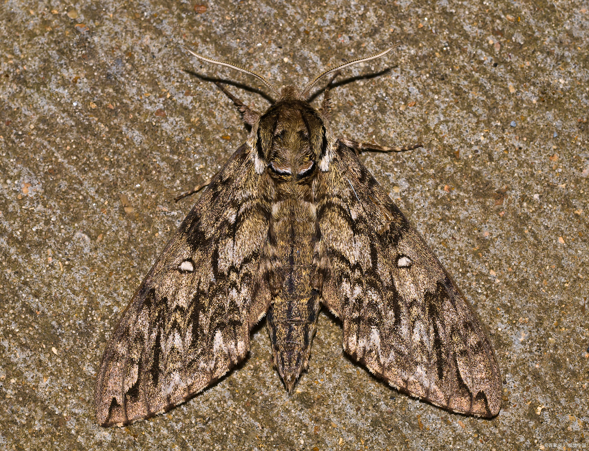 美国白蛾用什么药消灭