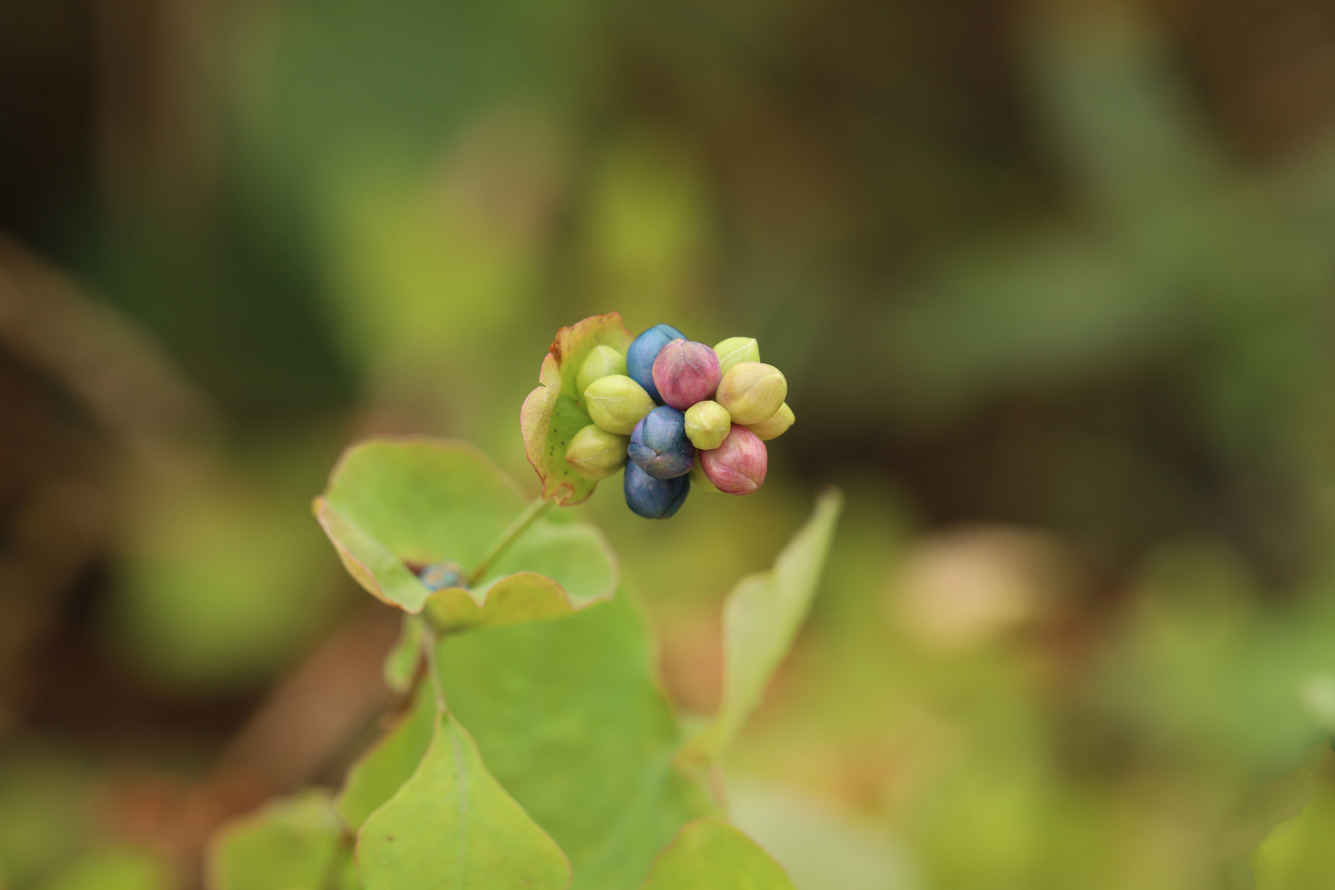 一味民间常见的中草药,让人一生受用  我生在中医世家,从小就读医书辨