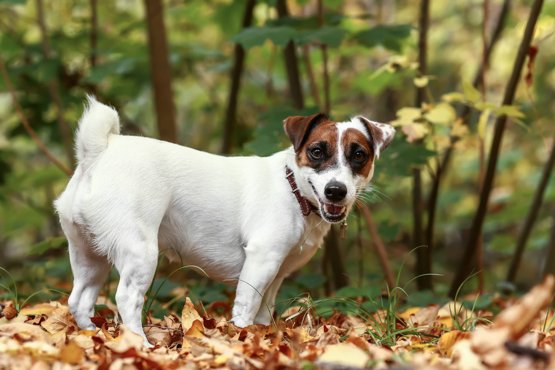 杰克罗梗犬图片