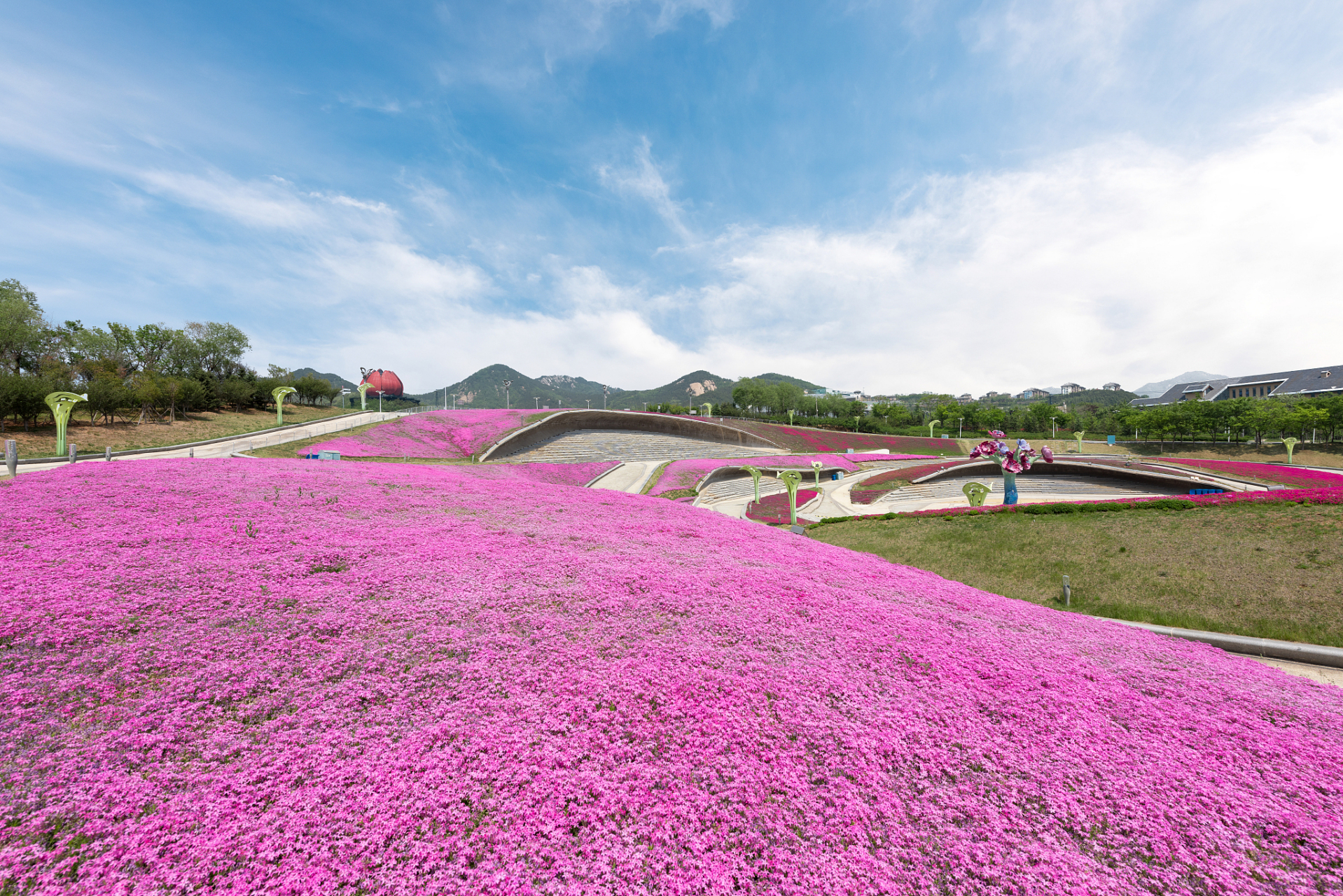 安顺樱花风景区图片