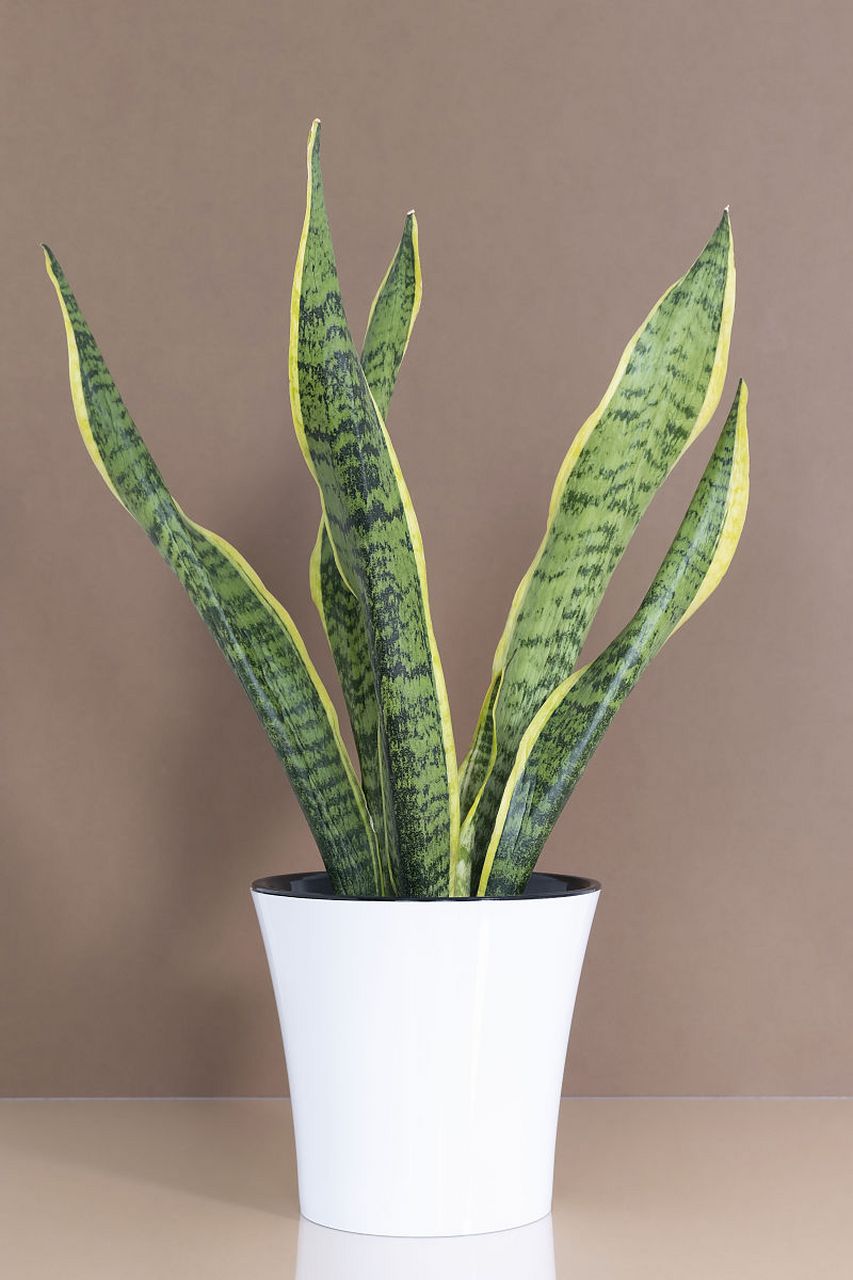 金边虎皮兰,青叶虎皮兰,虎尾兰三种植物区别  虎皮兰这个名字,听起来