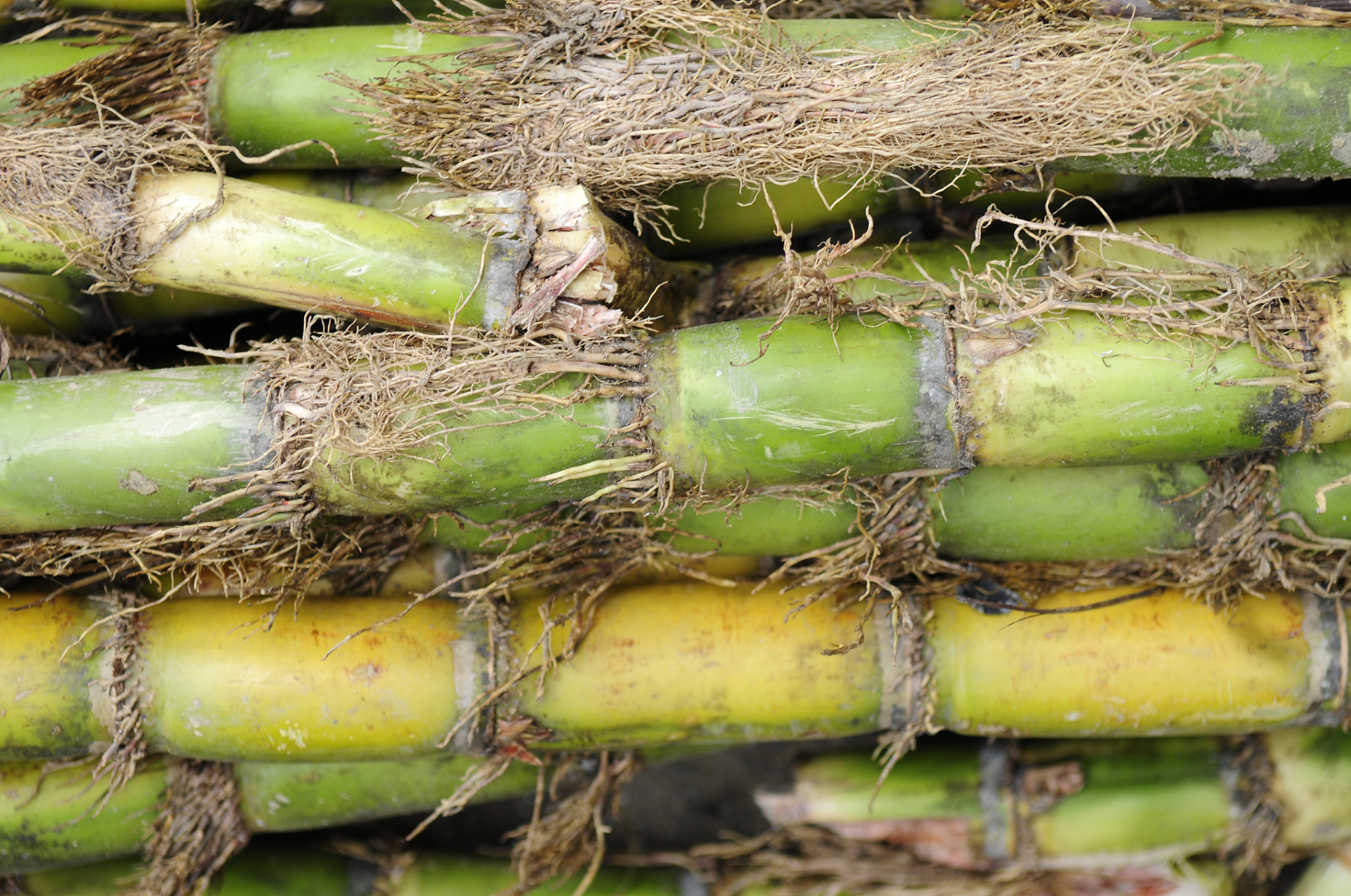 [原文:甘蔗的种植方法和管理技术