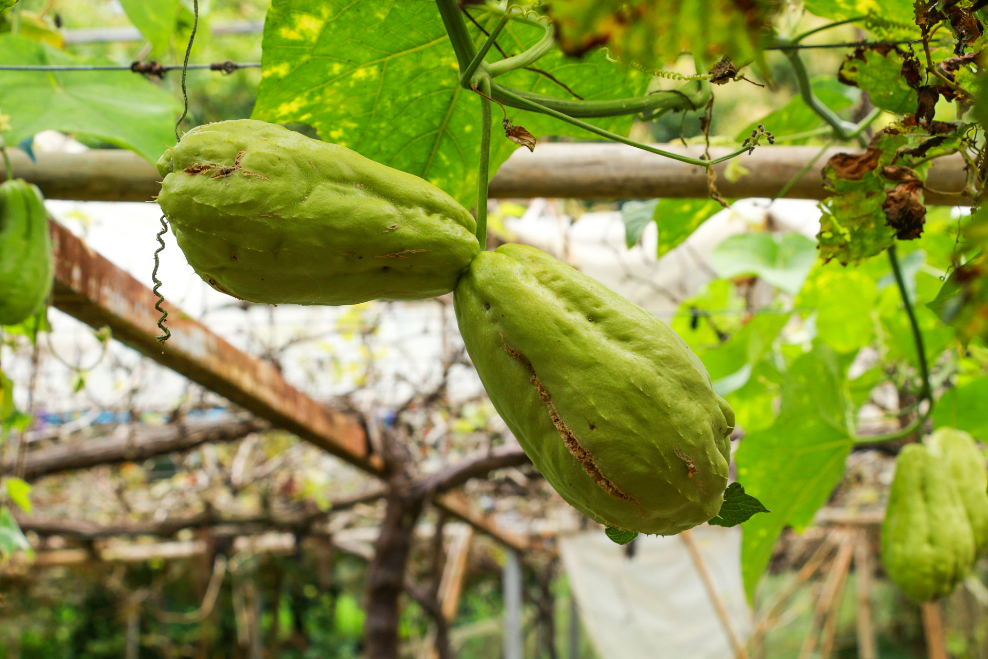 喷瓜以其独特的传播方式在植物王国中备受瞩目.