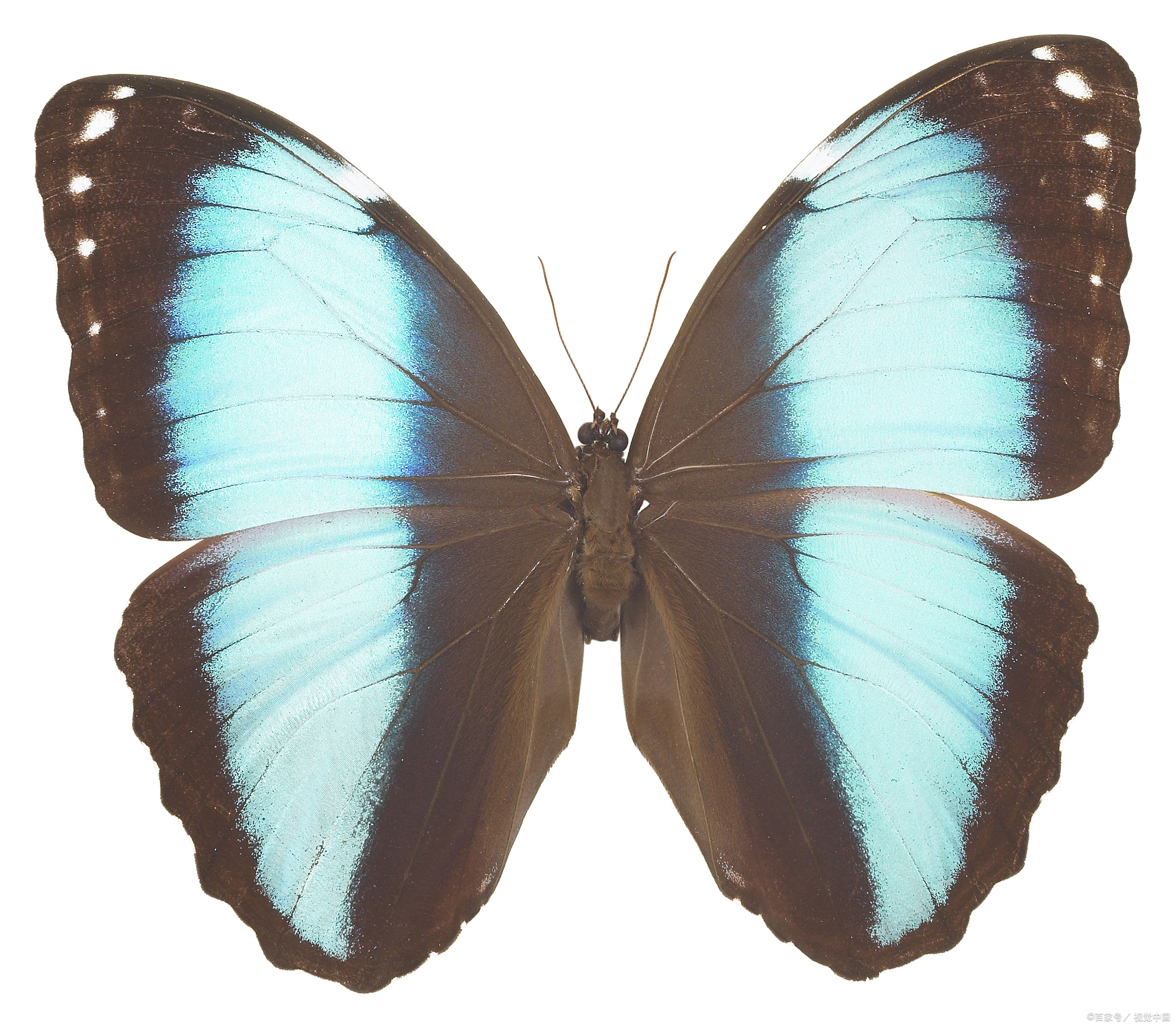 首先,你知道蝴蝶的翅膀为什么那么炫彩夺目吗?
