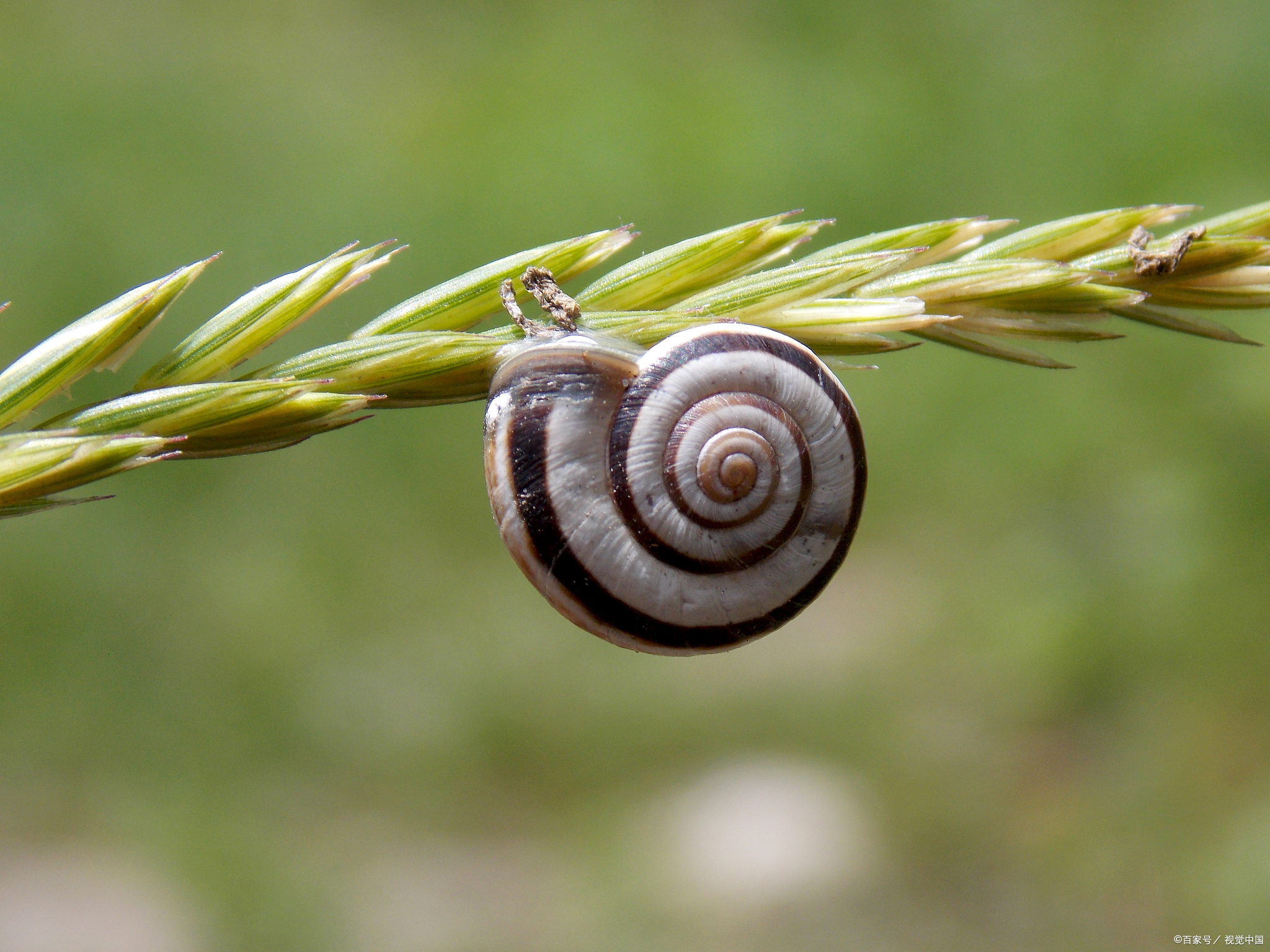 小学4年级:健步如飞的蜗牛