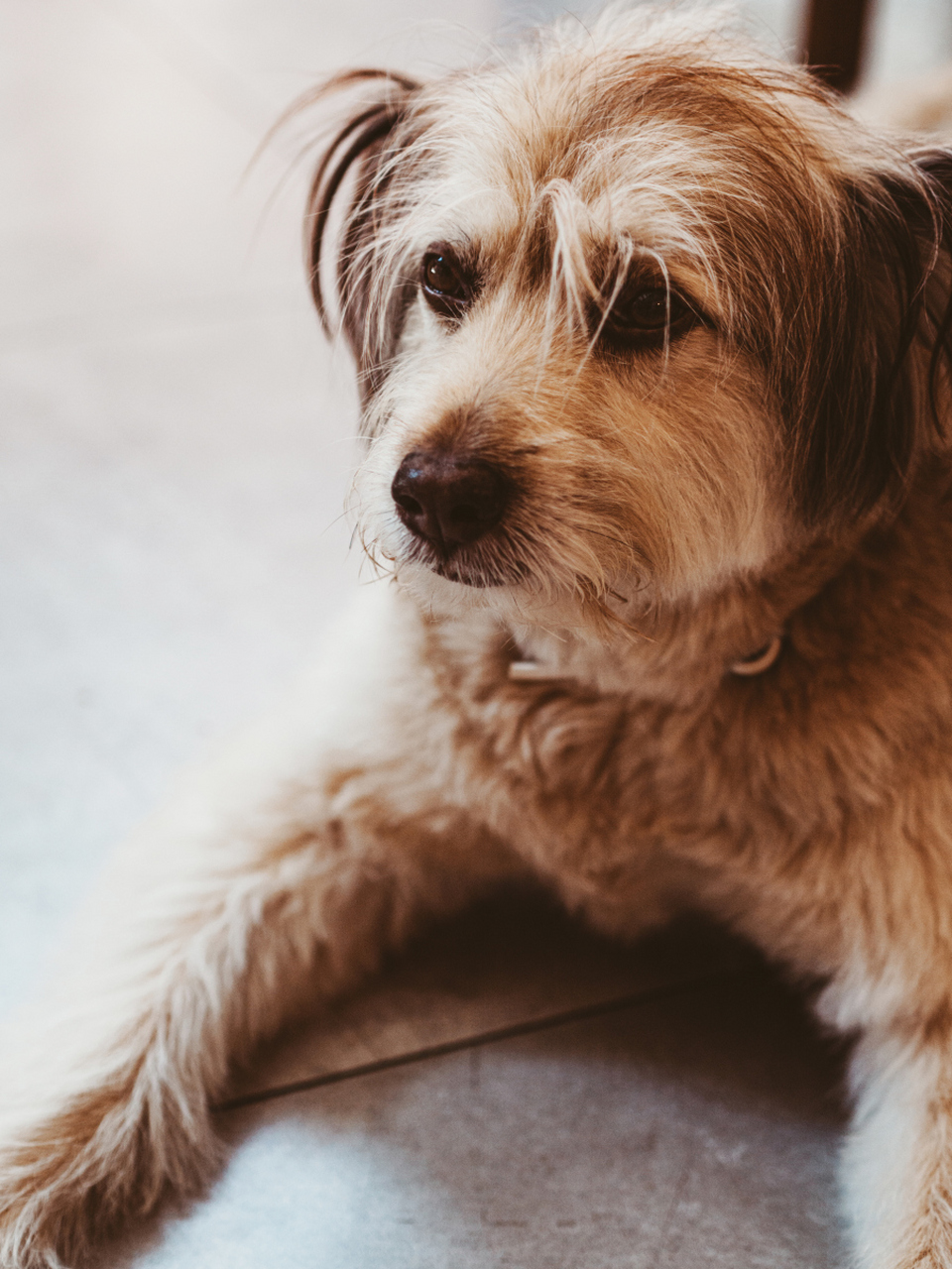 狗狗刨地行为可能的原因有多种,包括磨爪子,模仿祖先本能,掩盖气味