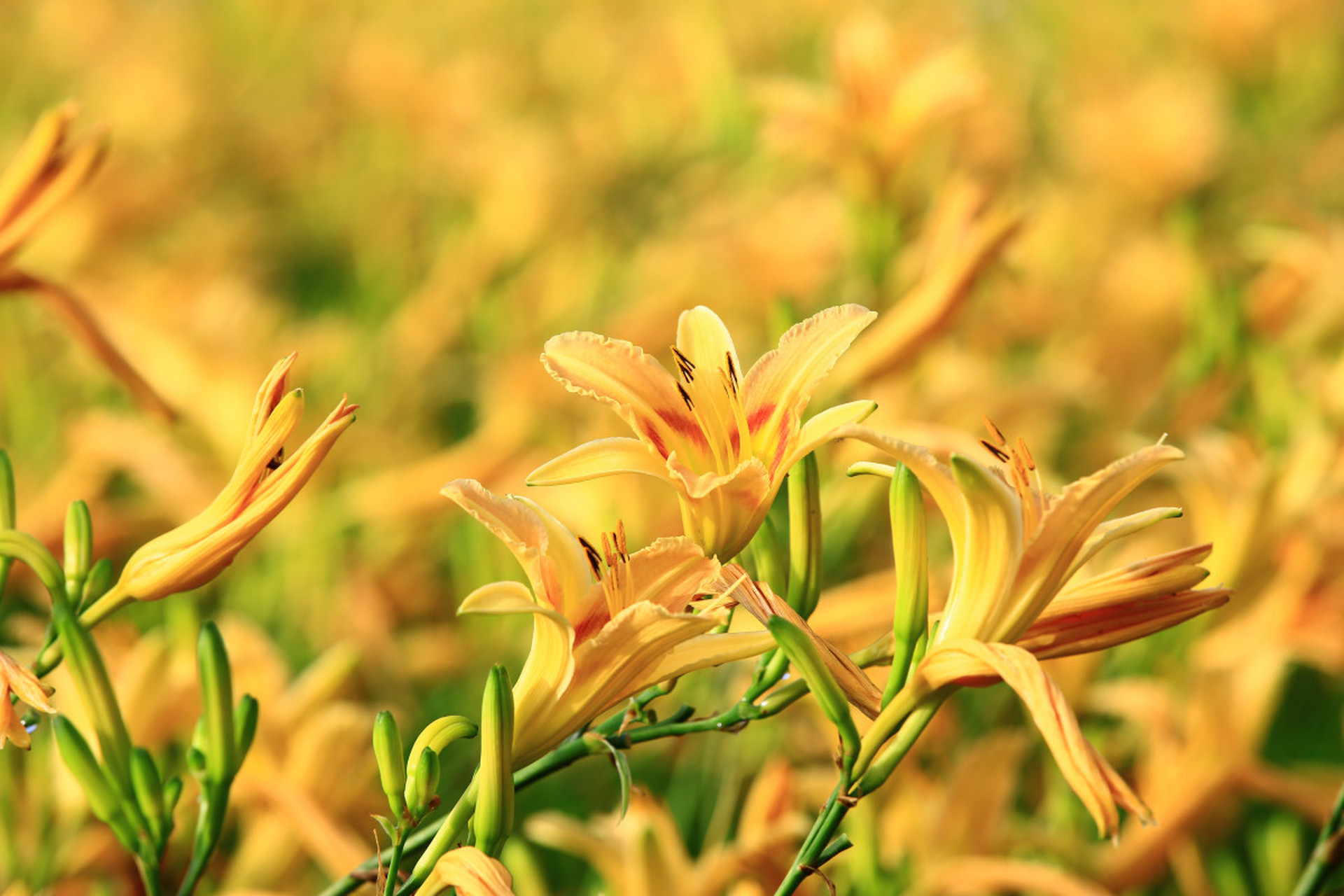 萱草花鉴赏#生活