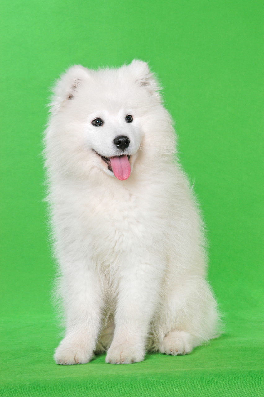 萨摩耶犬有着非常引人注目的外表,体格强健却不惹麻烦:雪白的皮毛