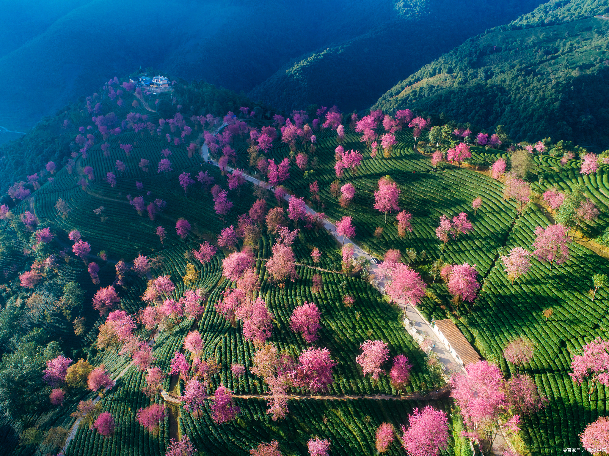 安宁樱花谷风景区图片