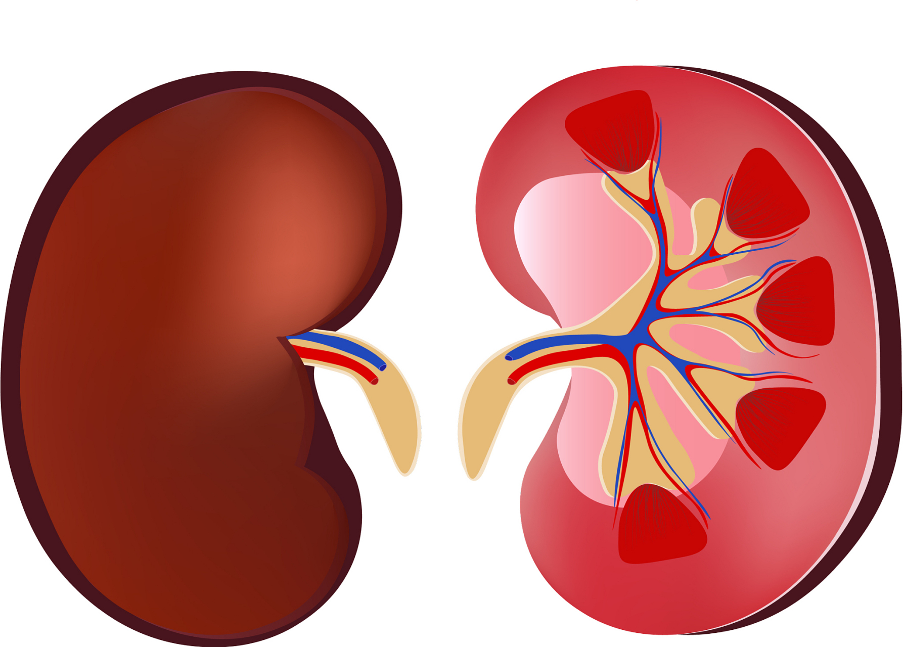 肾脏损伤之后有没有自愈的可能性呢?