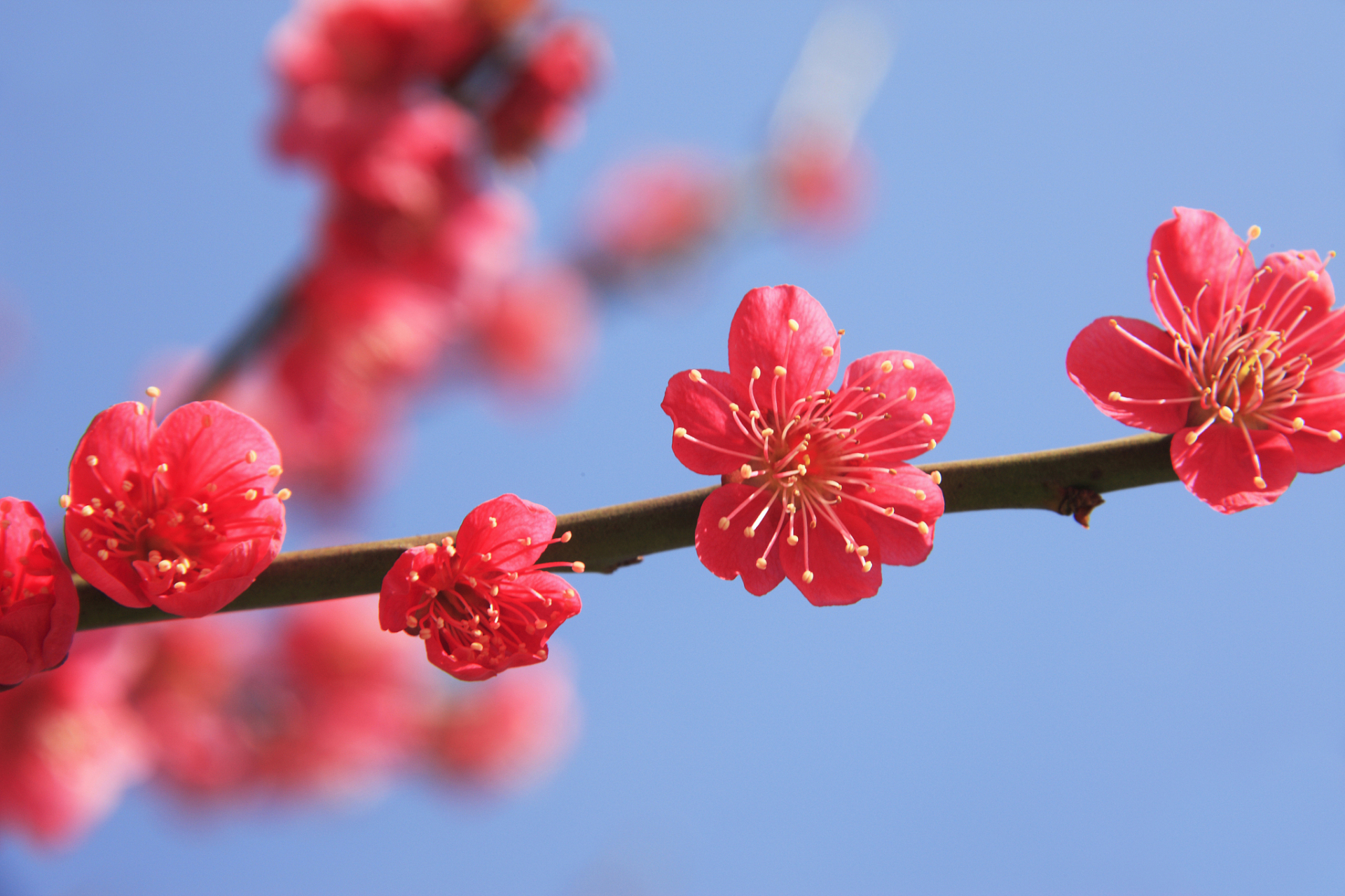 梅花的气味是什么味道图片