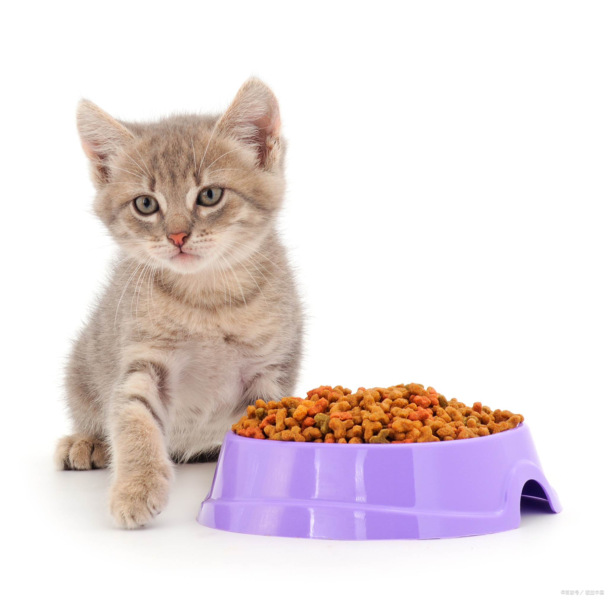 喂养两个多月的小猫的步骤如下:1,首先是饮食方面,小猫应该以母乳或