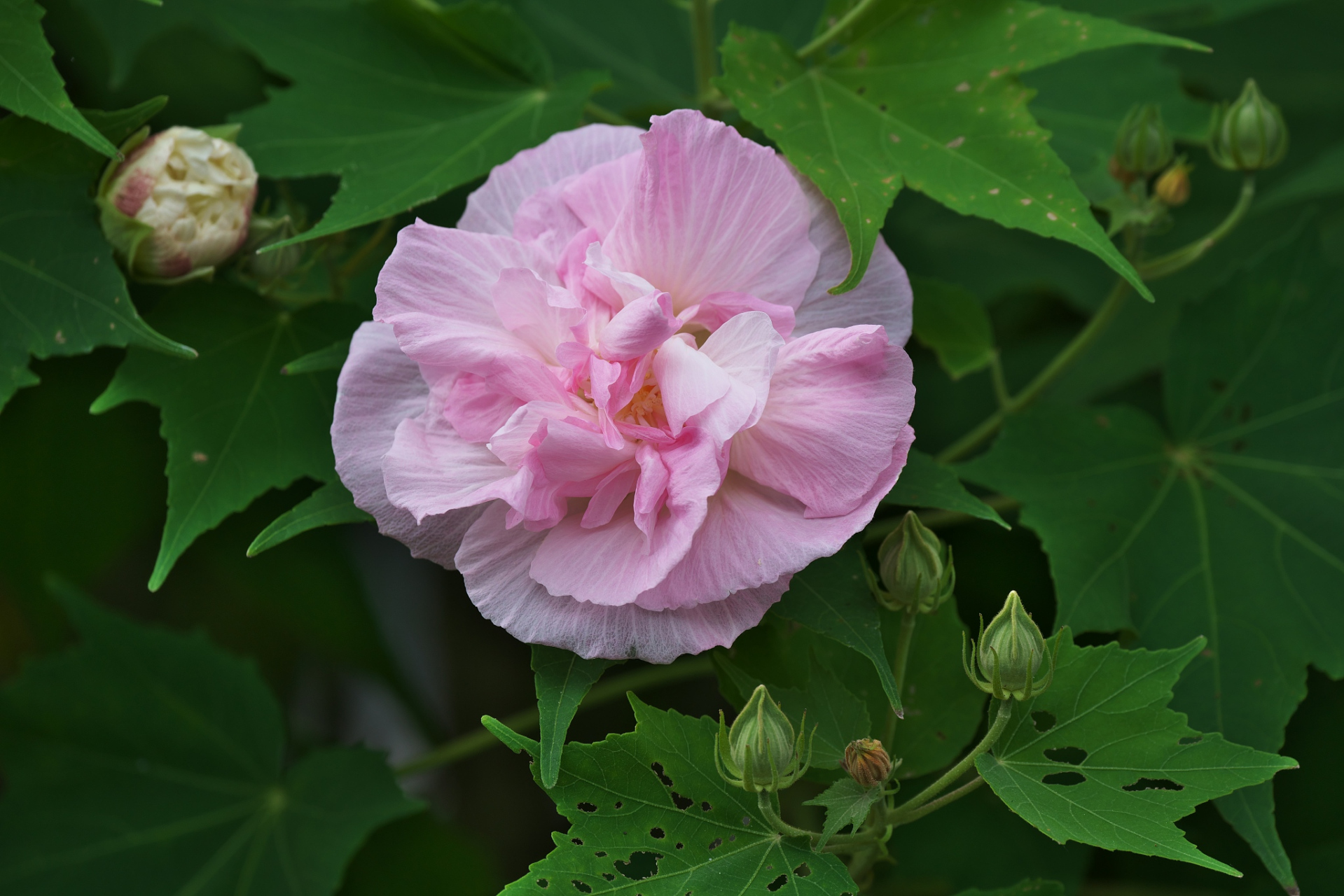 木芙蓉,一种充满魅力的花卉,它的花语是"优雅,纯净".