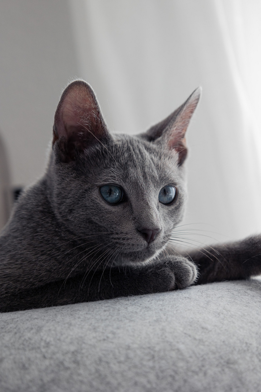 沙特尔猫(chartreux),又称法国蓝猫,是一种起源于法国的古老猫种.