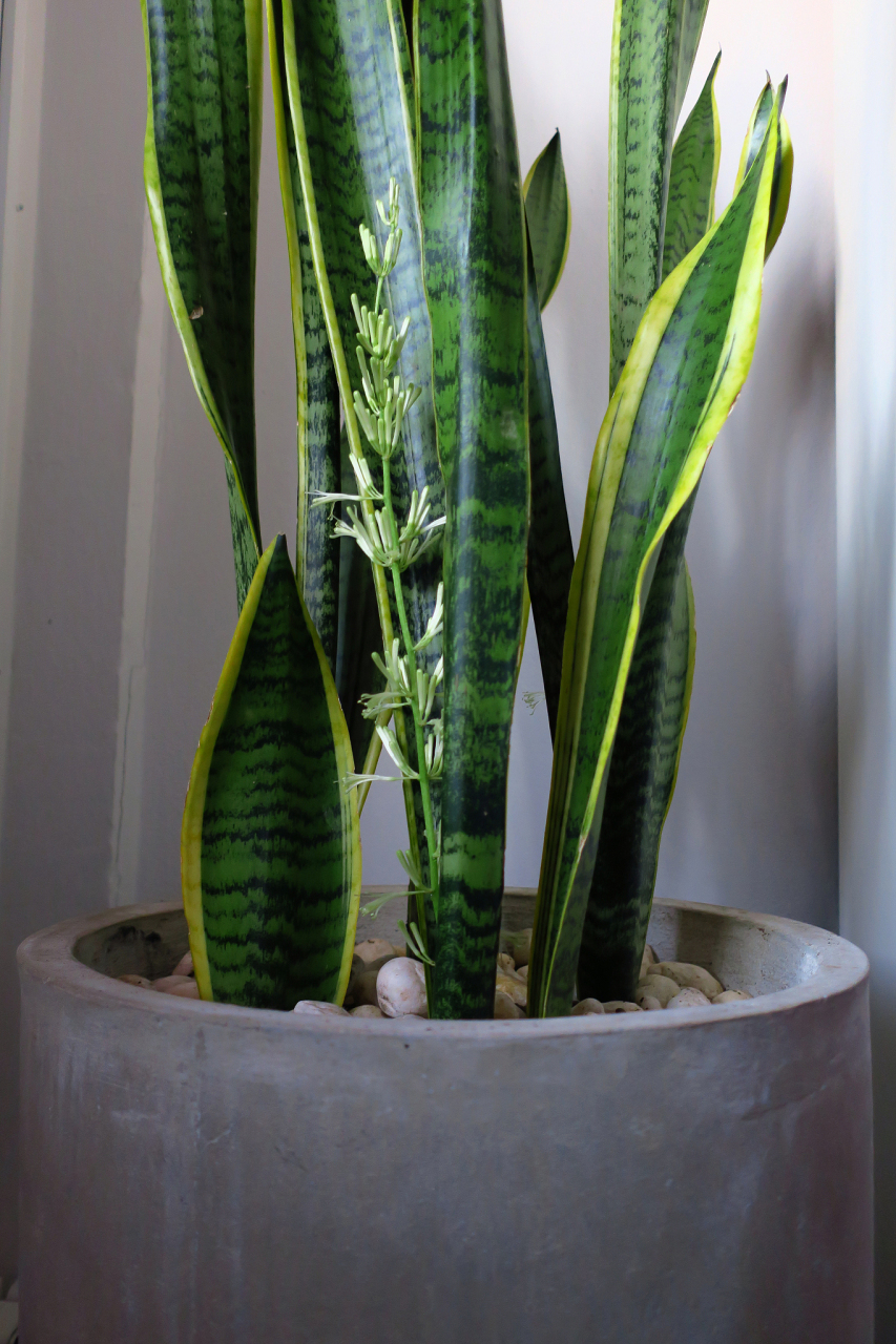 记得给它充足的阳光和恰到好处的呵护哦~