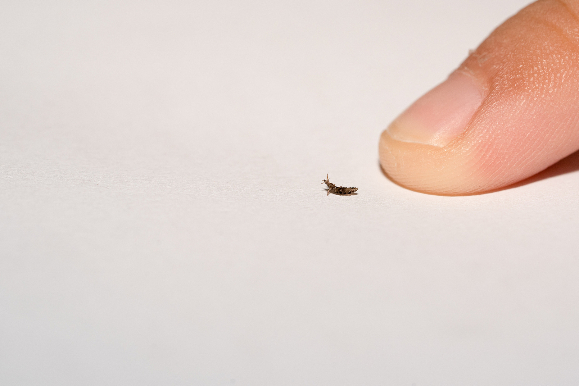 随着时间进入4月份,现在室外飞了很多小黑虫,甚是让人反感.