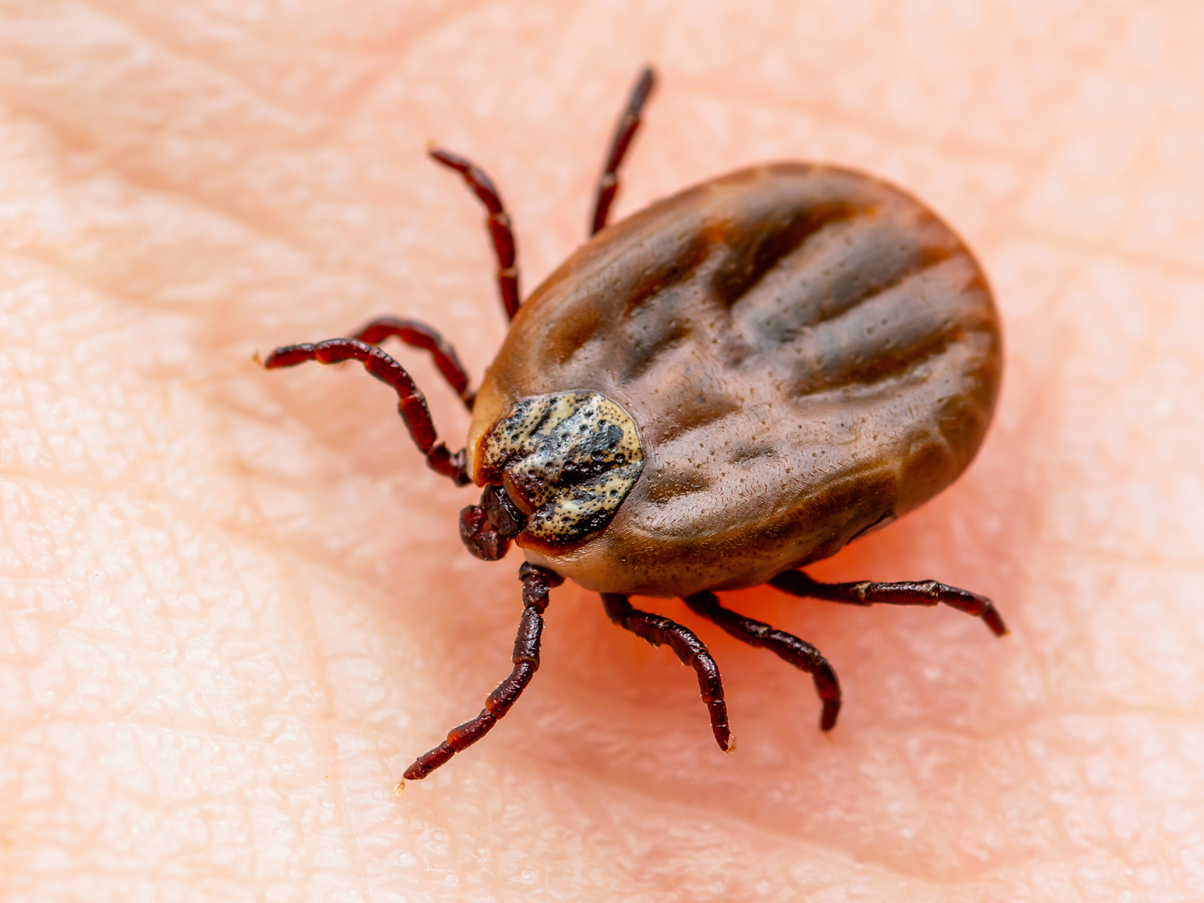 老太被蜱虫叮咬去世# 老太被蜱虫叮咬后感染,不幸去世;料理完后事四 
