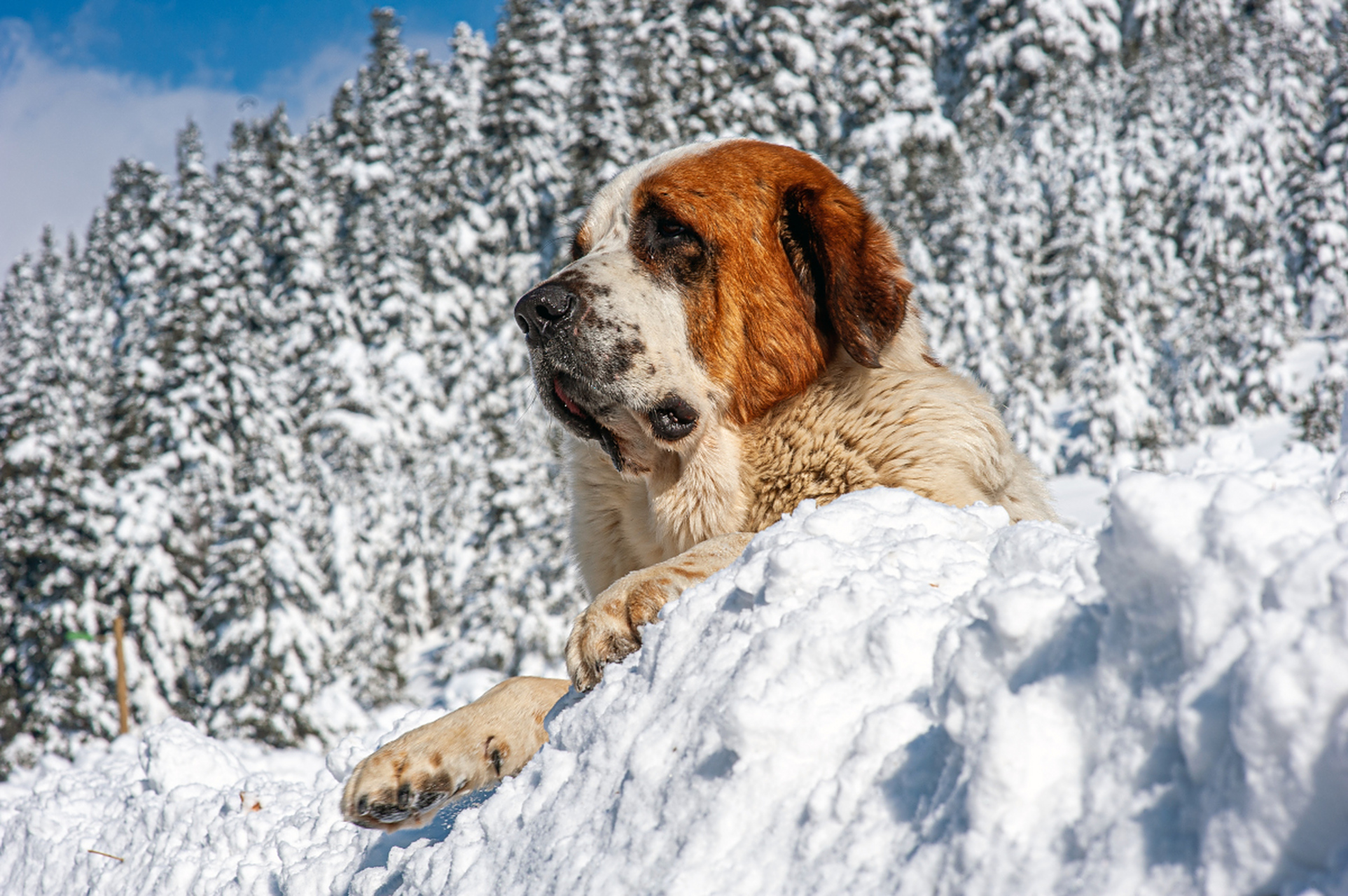它是瑞士的国宝动物,也是温顺,忠诚,聪明的家庭犬.
