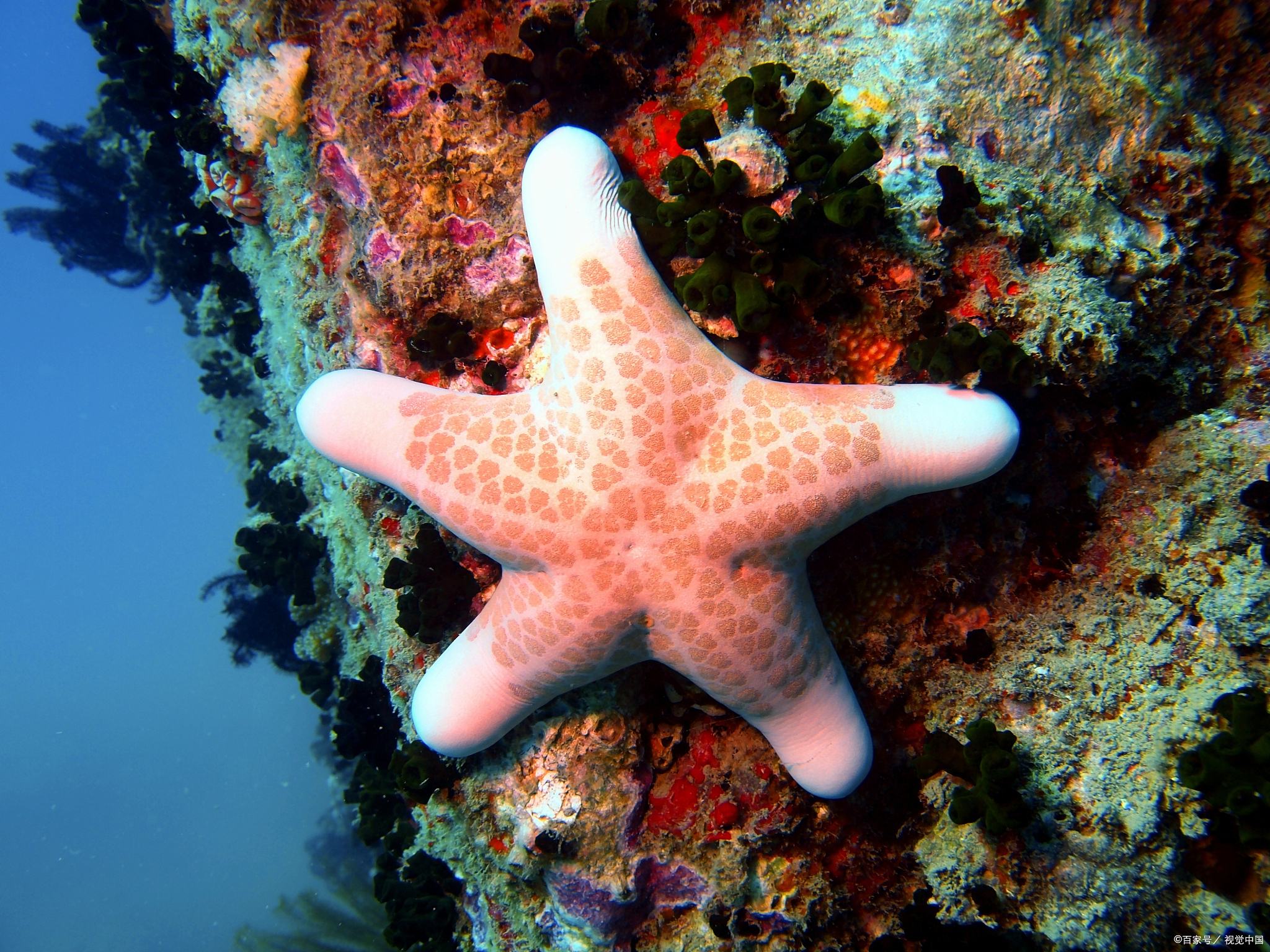 神奇海洋6.9答案:会进行夏眠的海洋动物是的简单介绍
