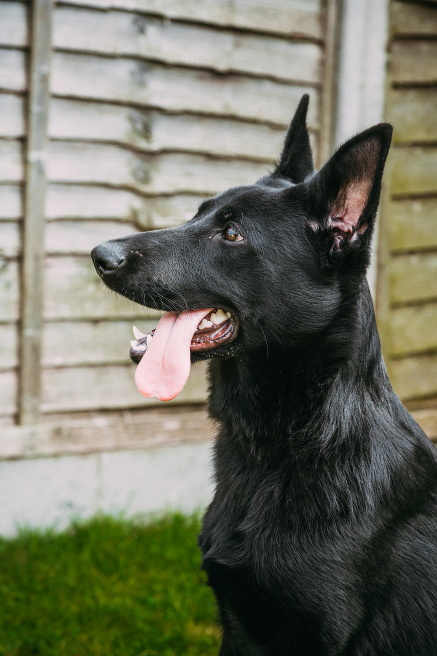 [原文:黑色的小狗起什么名字最好.