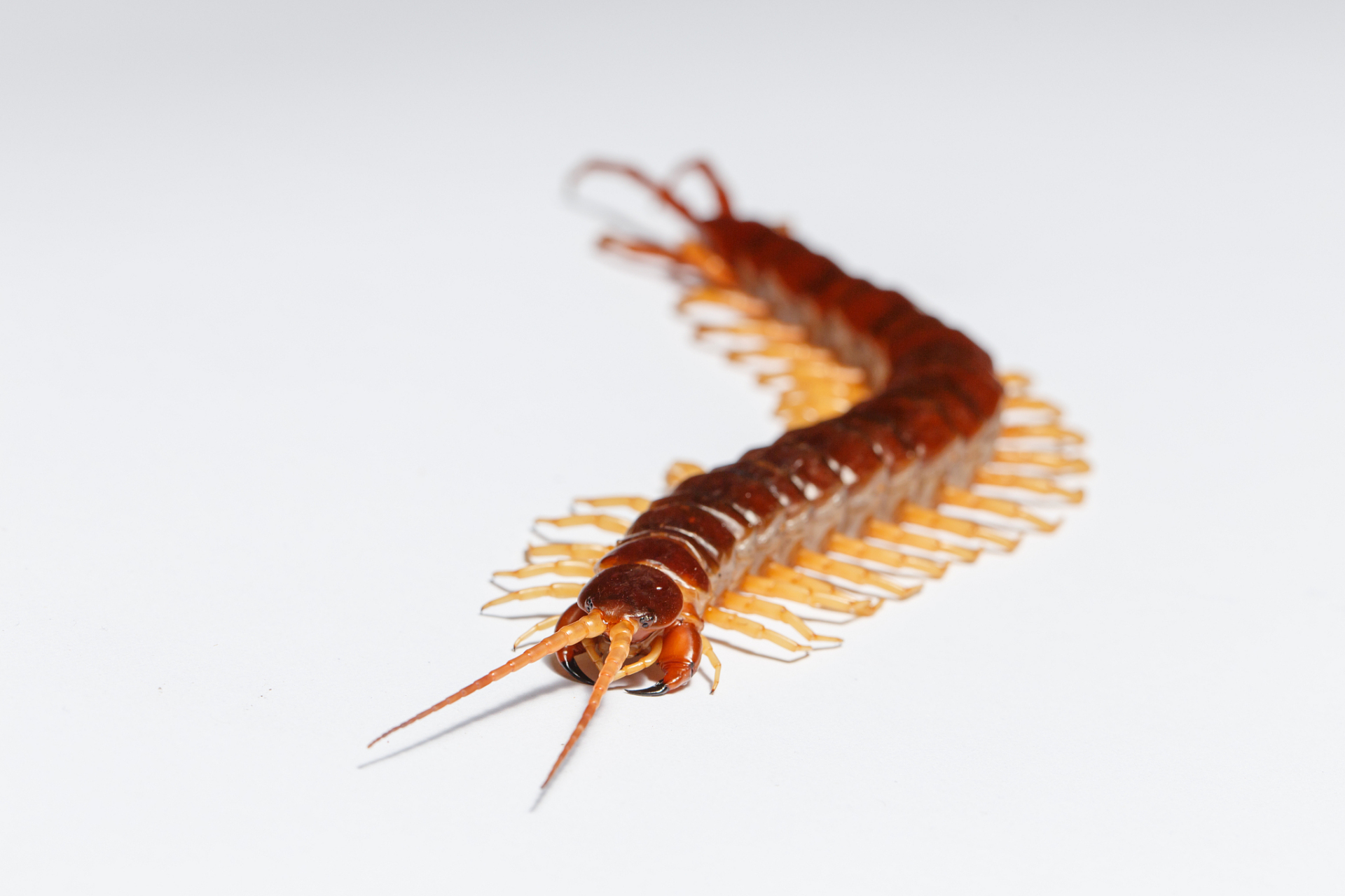 家里有蚰蜒是好还是坏啊?