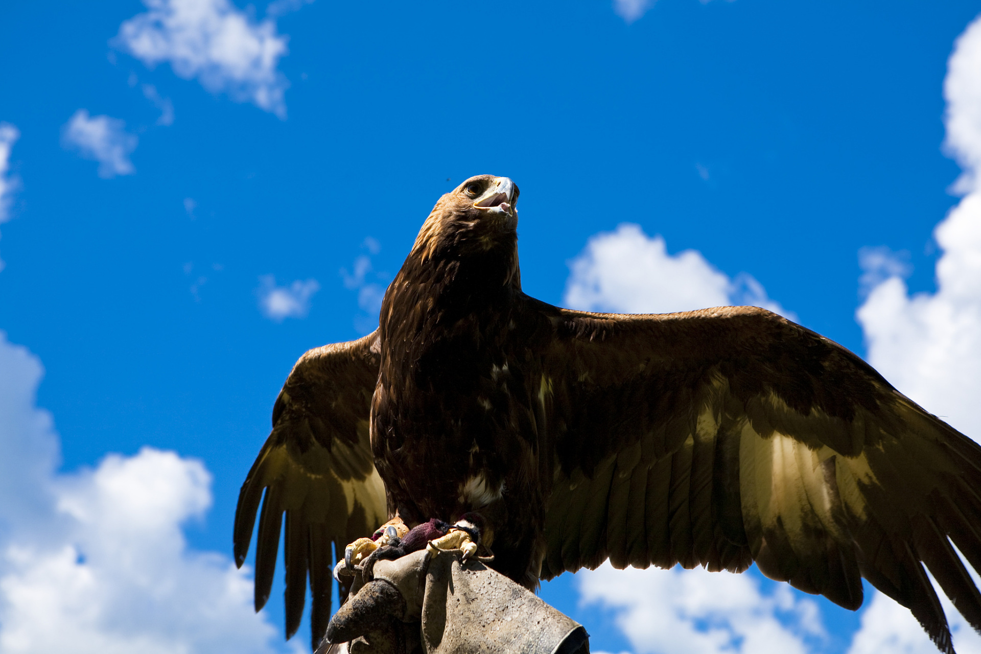 天空的霸主,力与美的结合  在晴朗的蓝天下,一只雄鹰展开巨大的翅膀