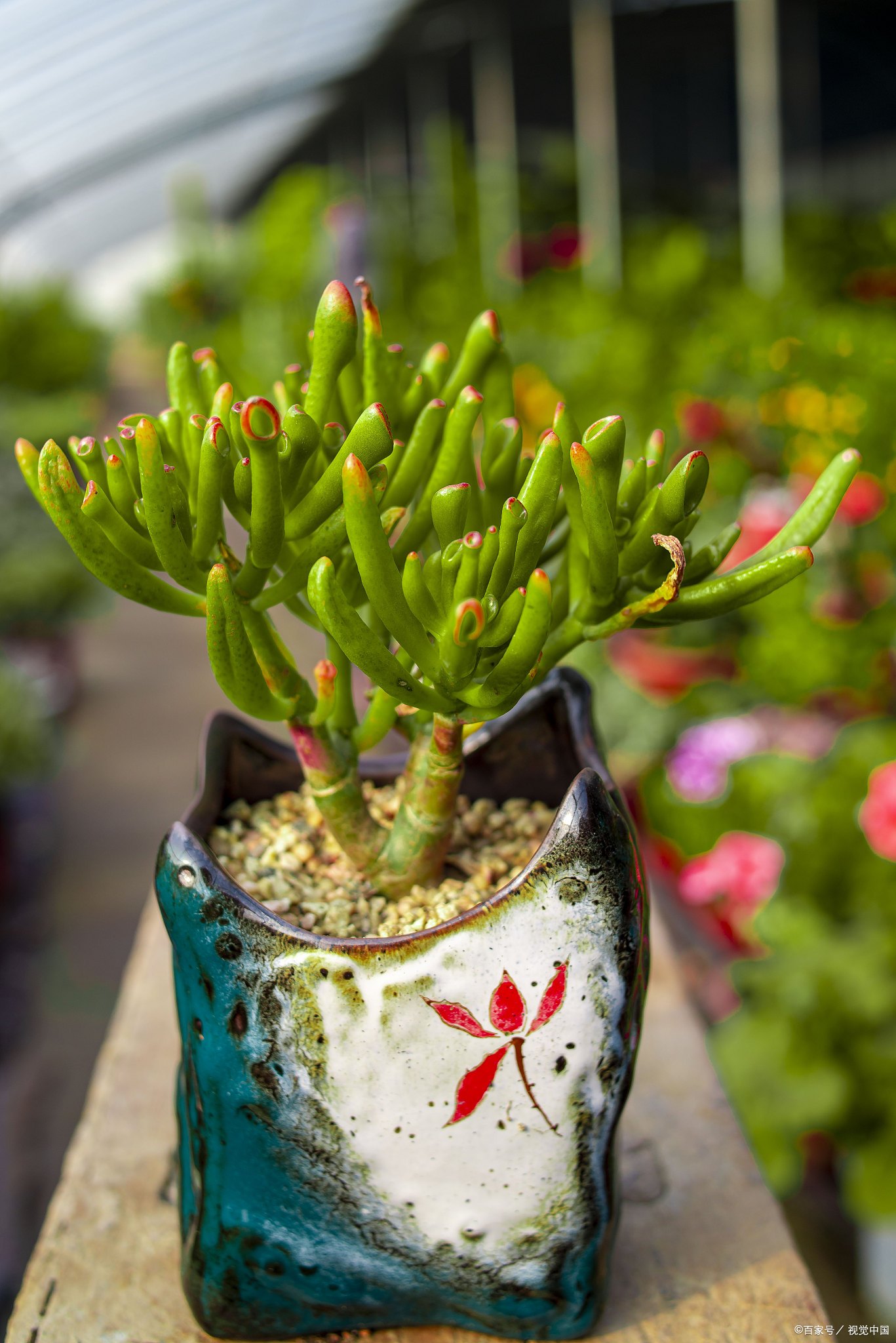 姬珊瑚的养殖方法和注意事项