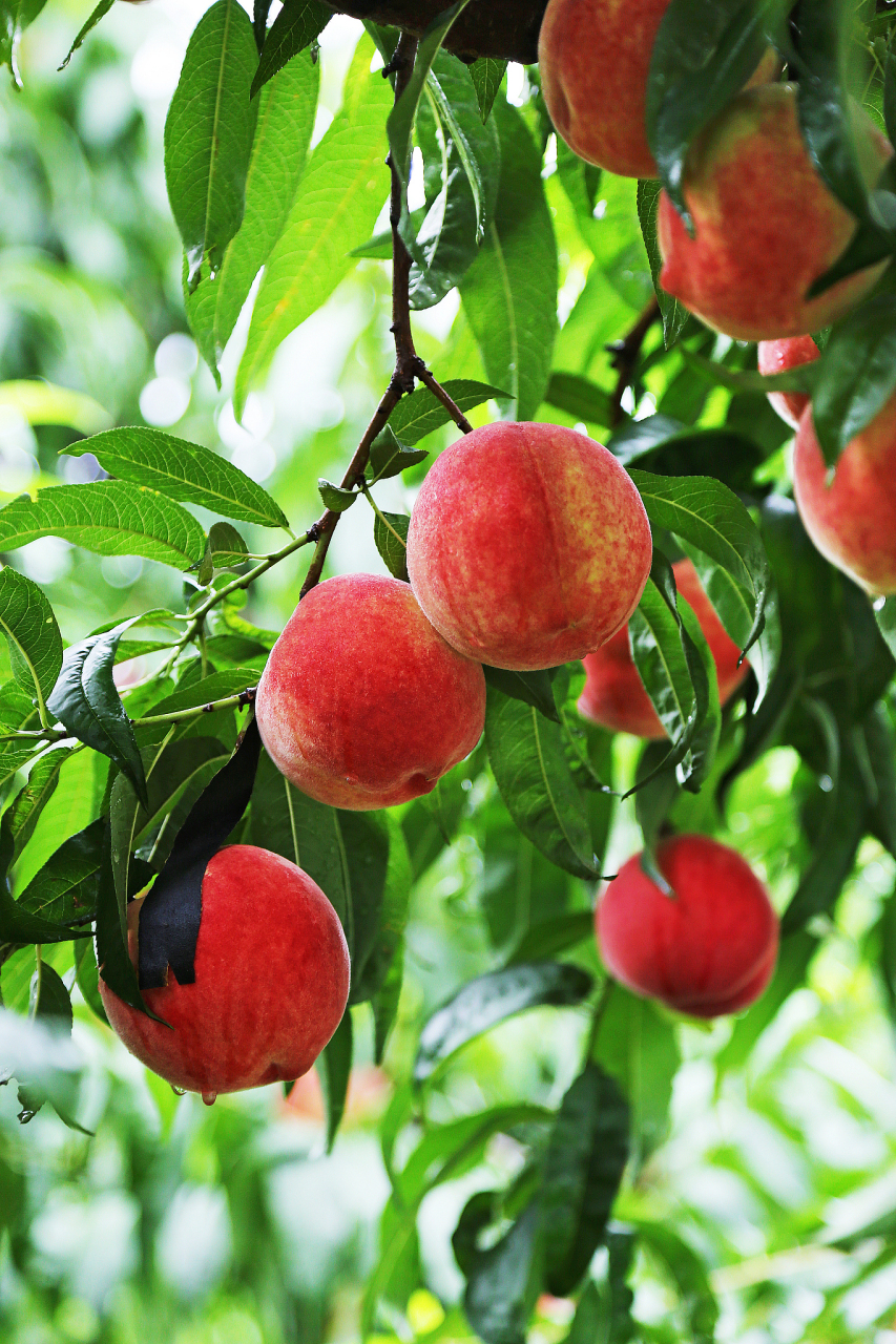 蟠桃为什么比普通桃子贵?